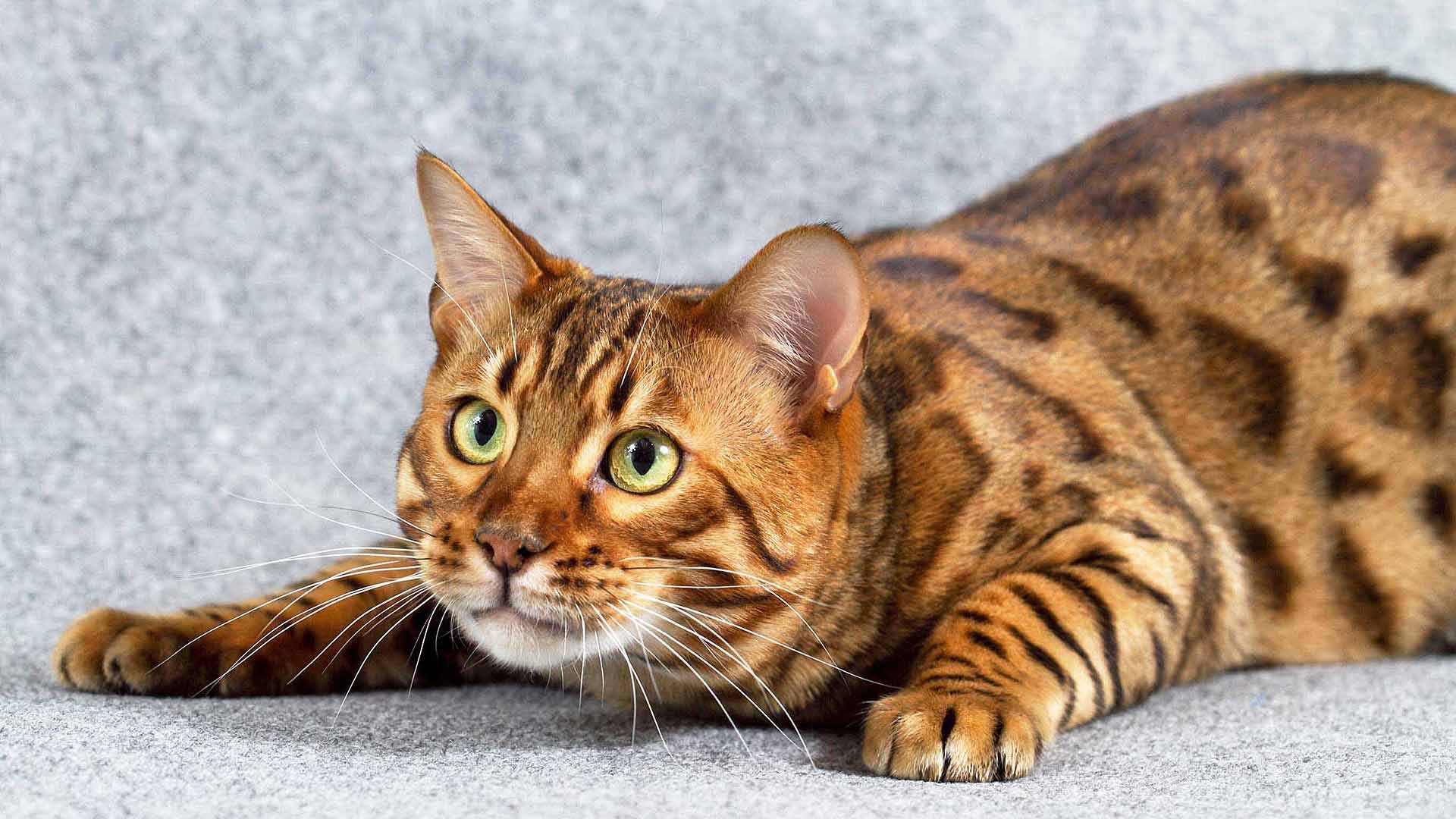 Bengal Cats Wallpapers