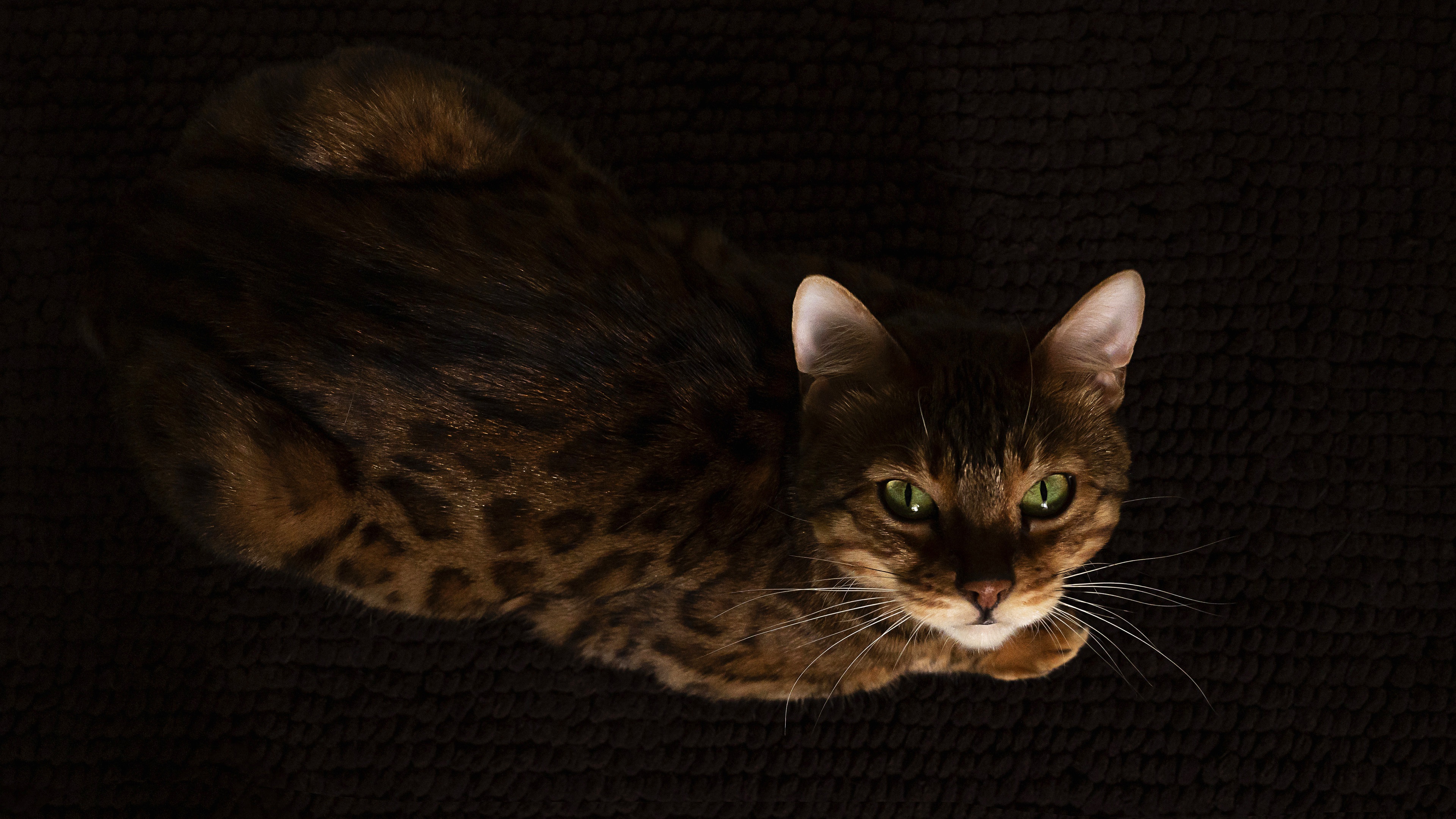 Bengal Cats Wallpapers