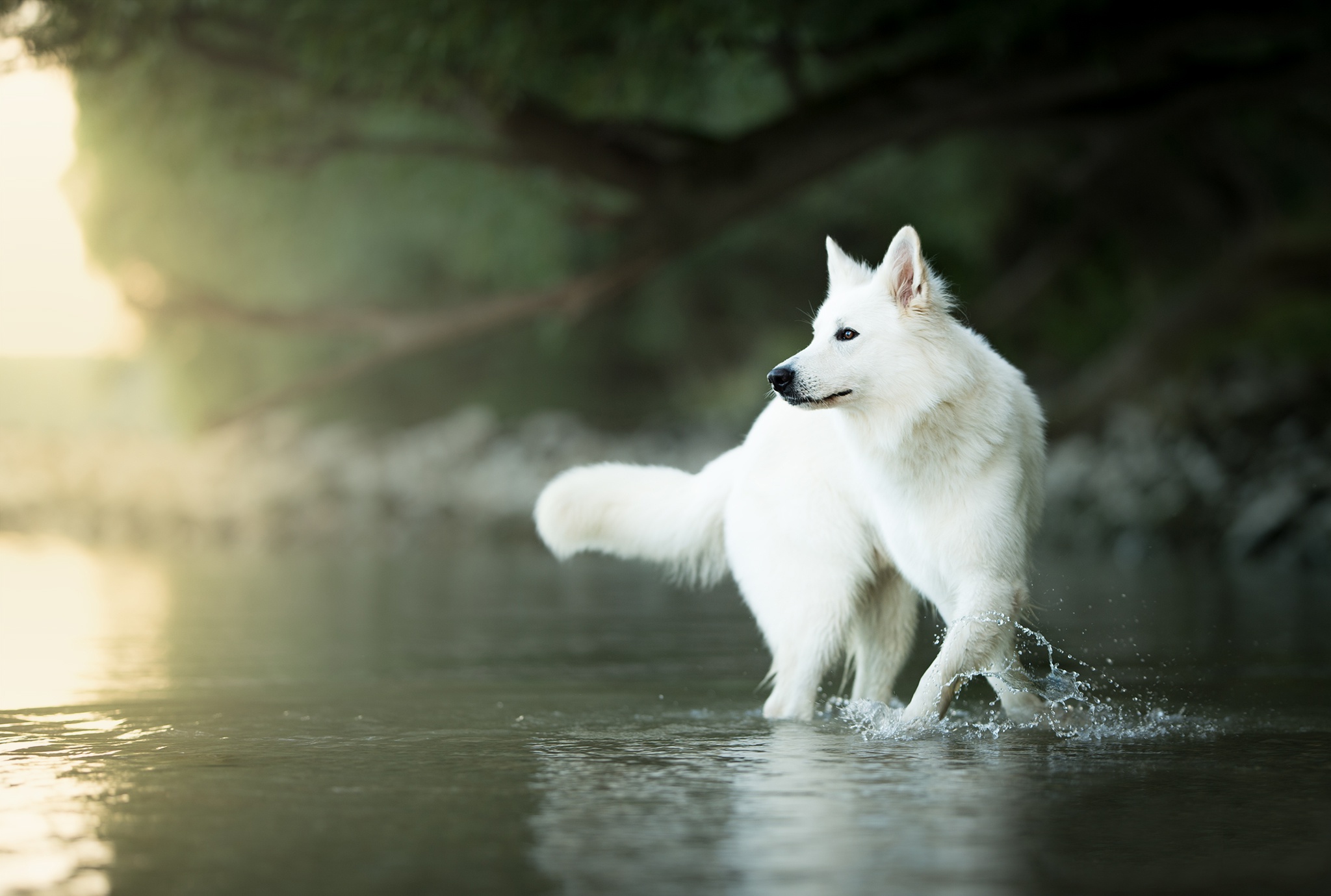 Berger Blanc Suisse Wallpapers