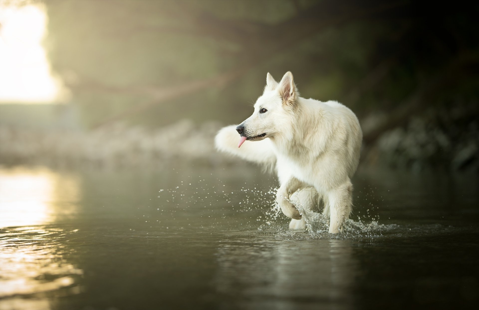 Berger Blanc Suisse Wallpapers