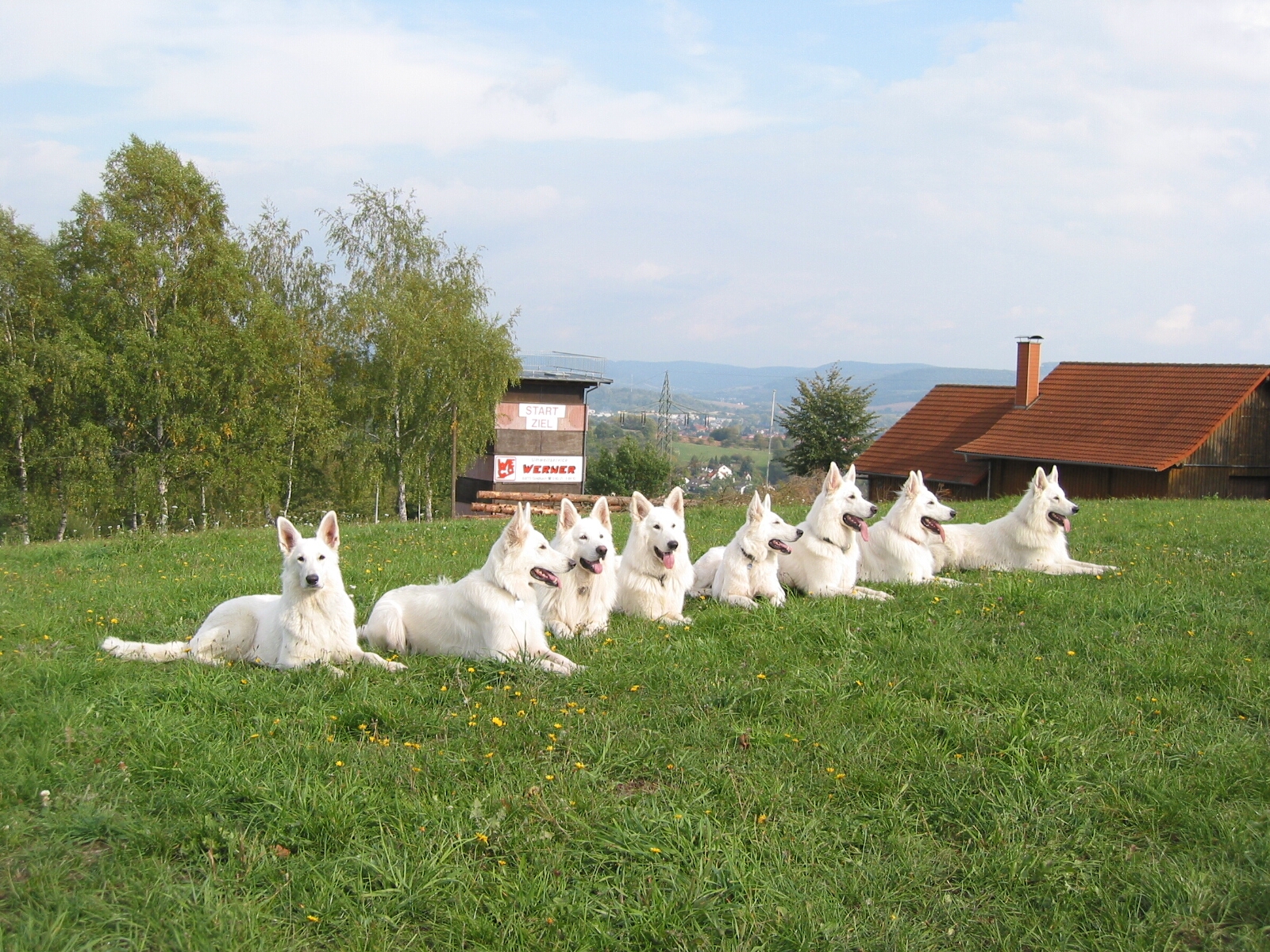 Berger Blanc Suisse Wallpapers