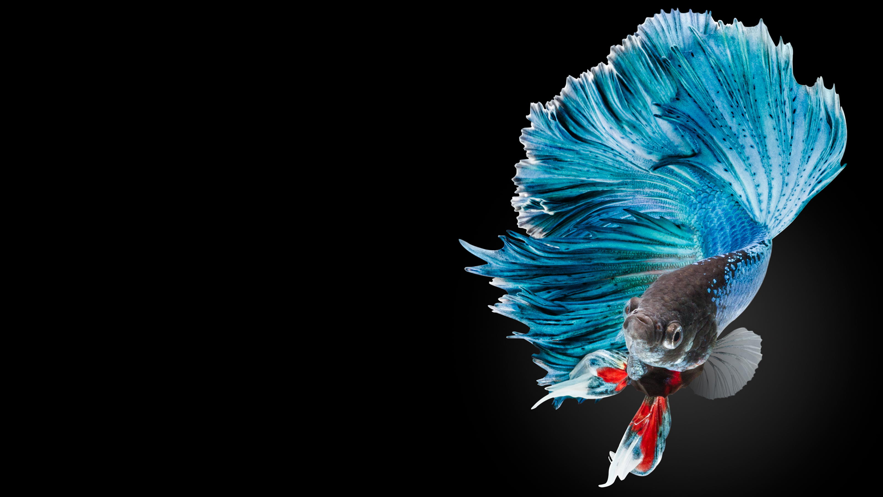 Betta Wallpapers