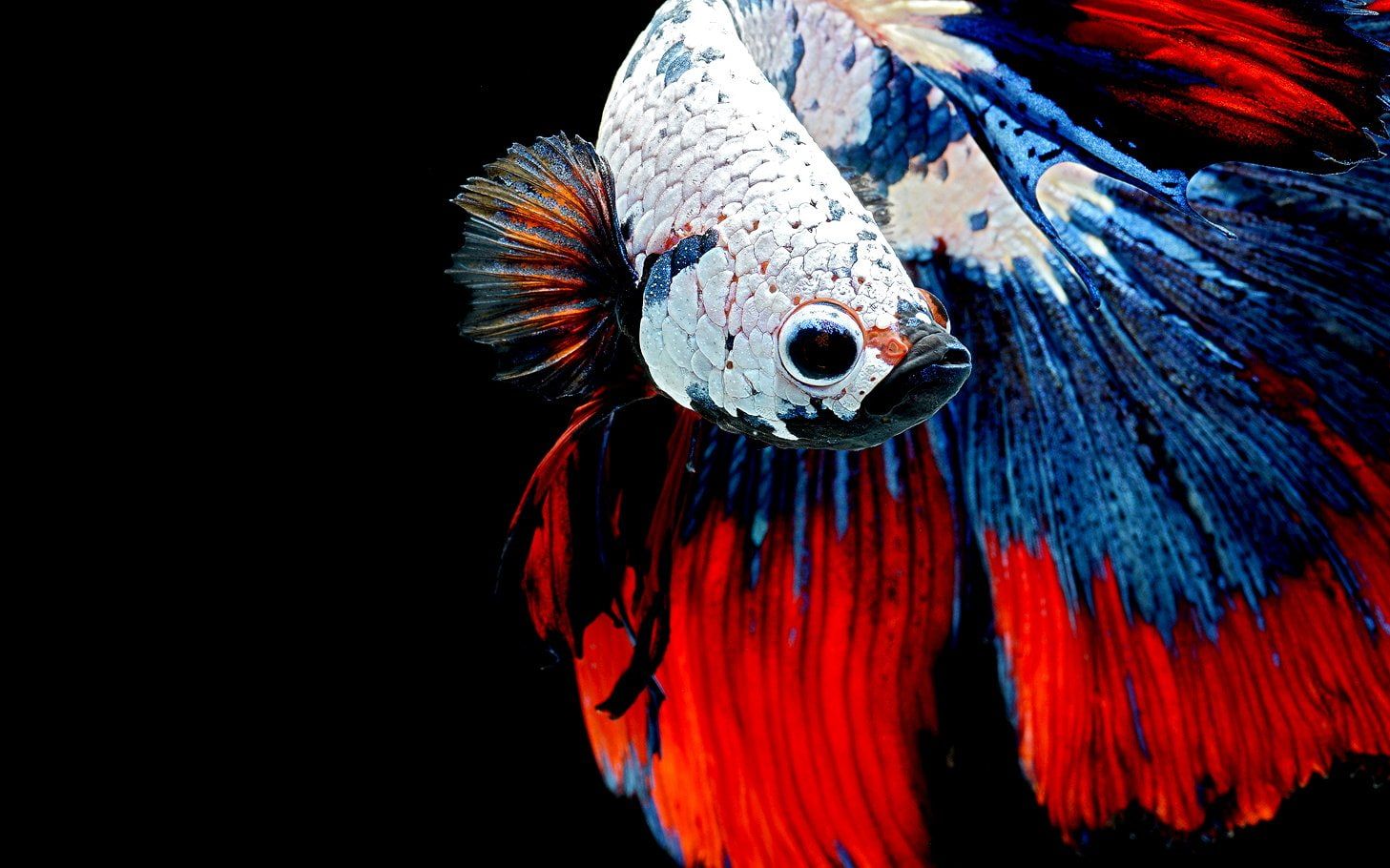 Betta Wallpapers