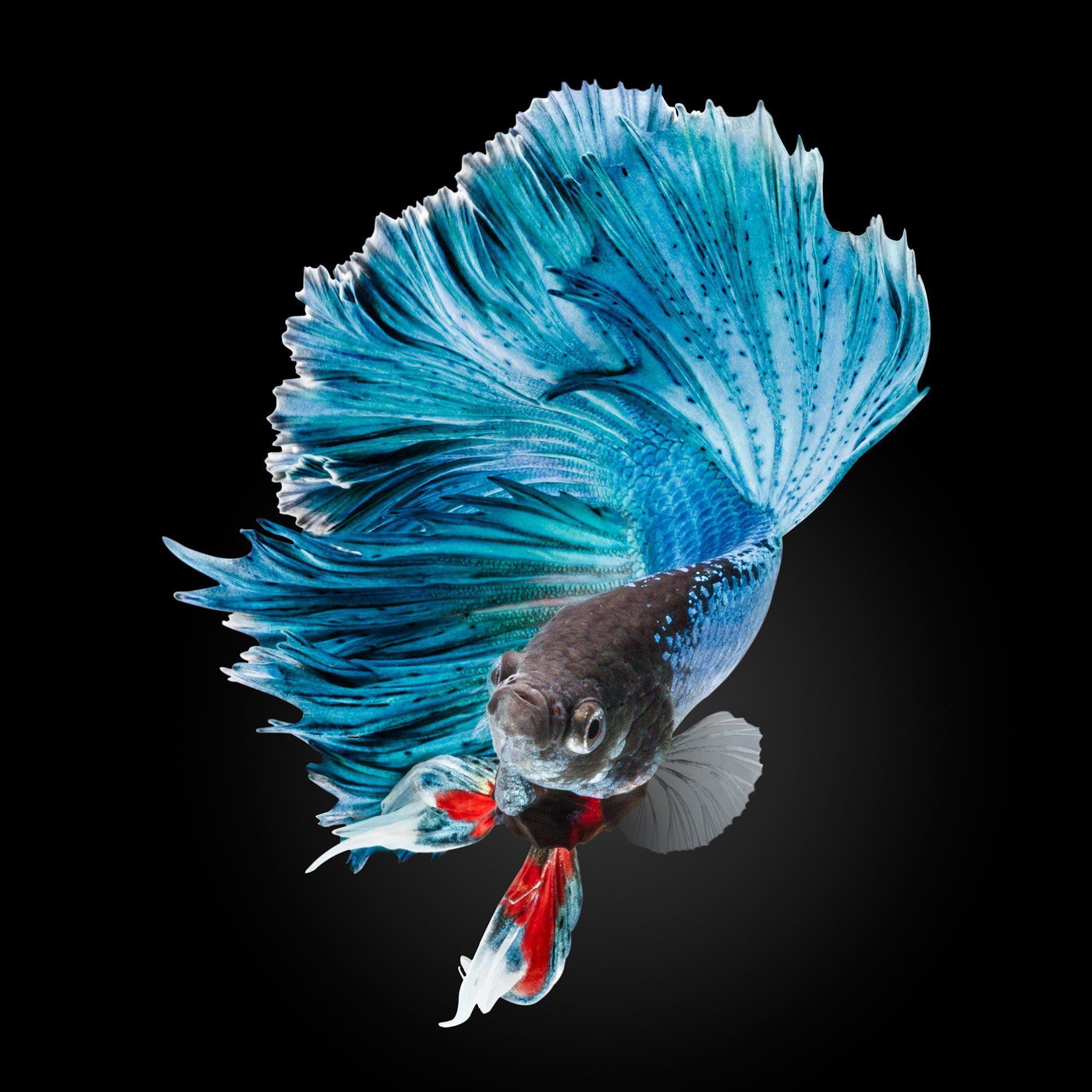 Betta Wallpapers