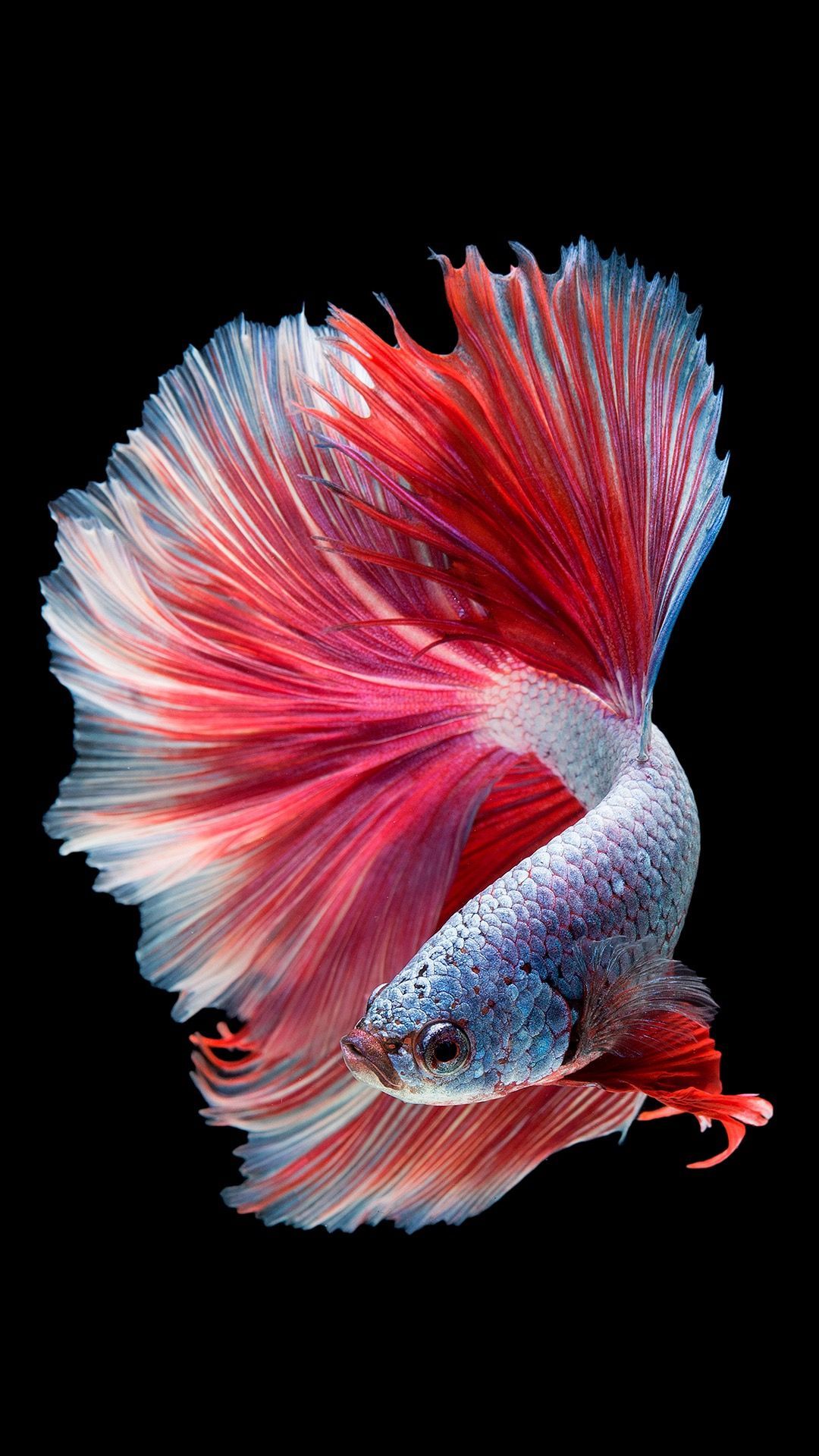 Betta Wallpapers