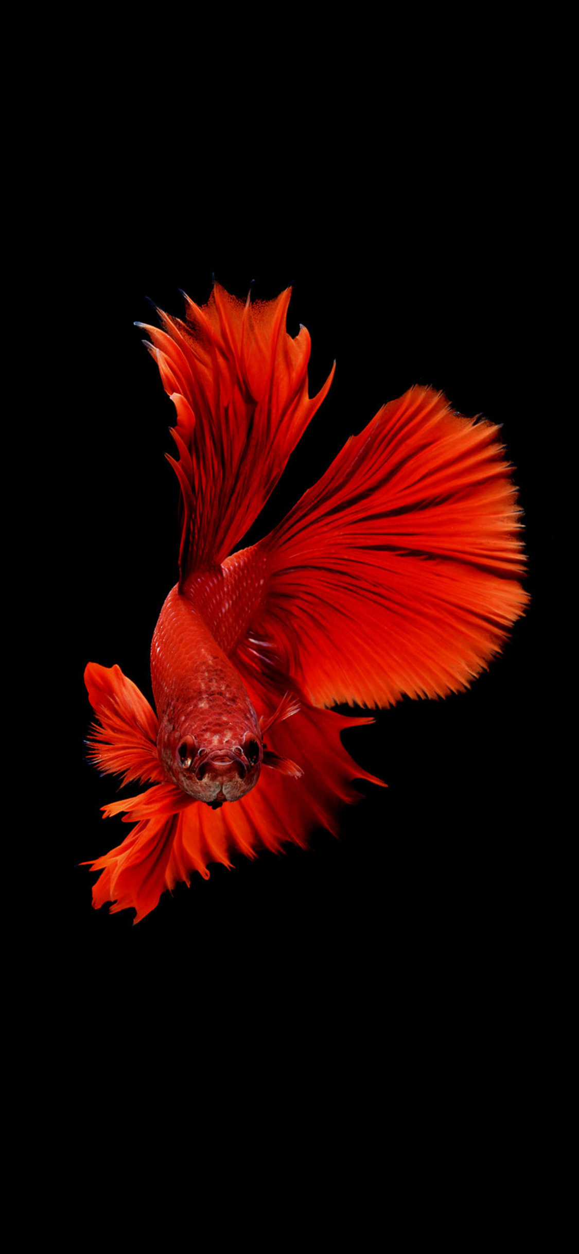 Betta Wallpapers