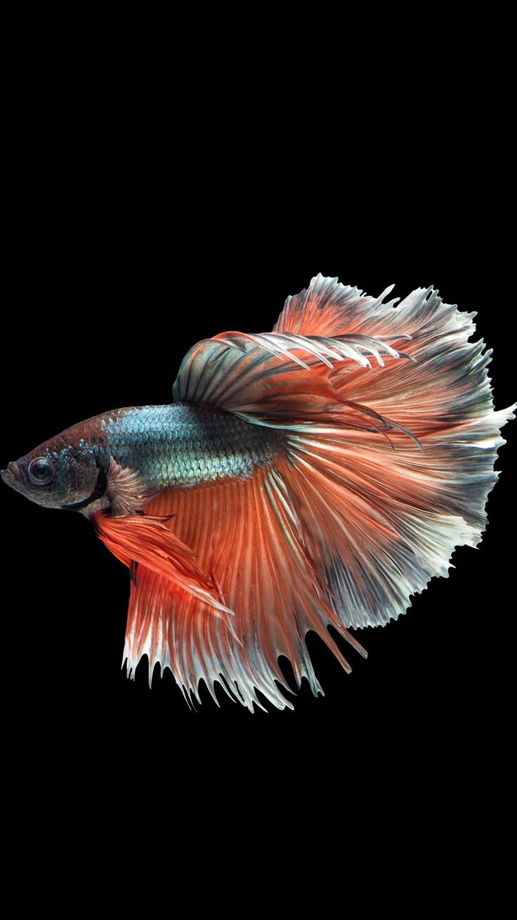 Betta Wallpapers