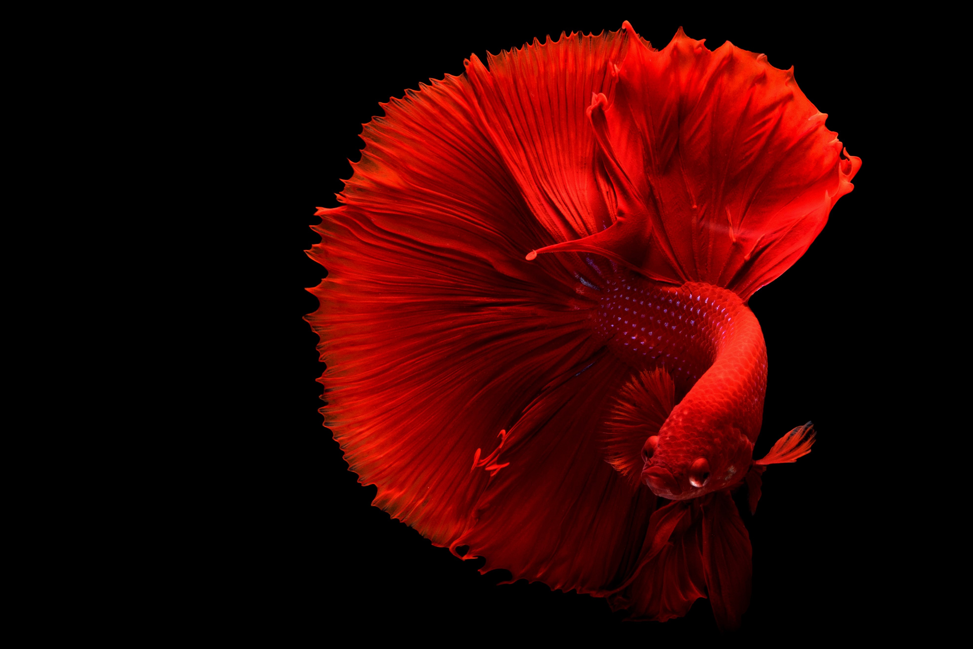 Betta Wallpapers