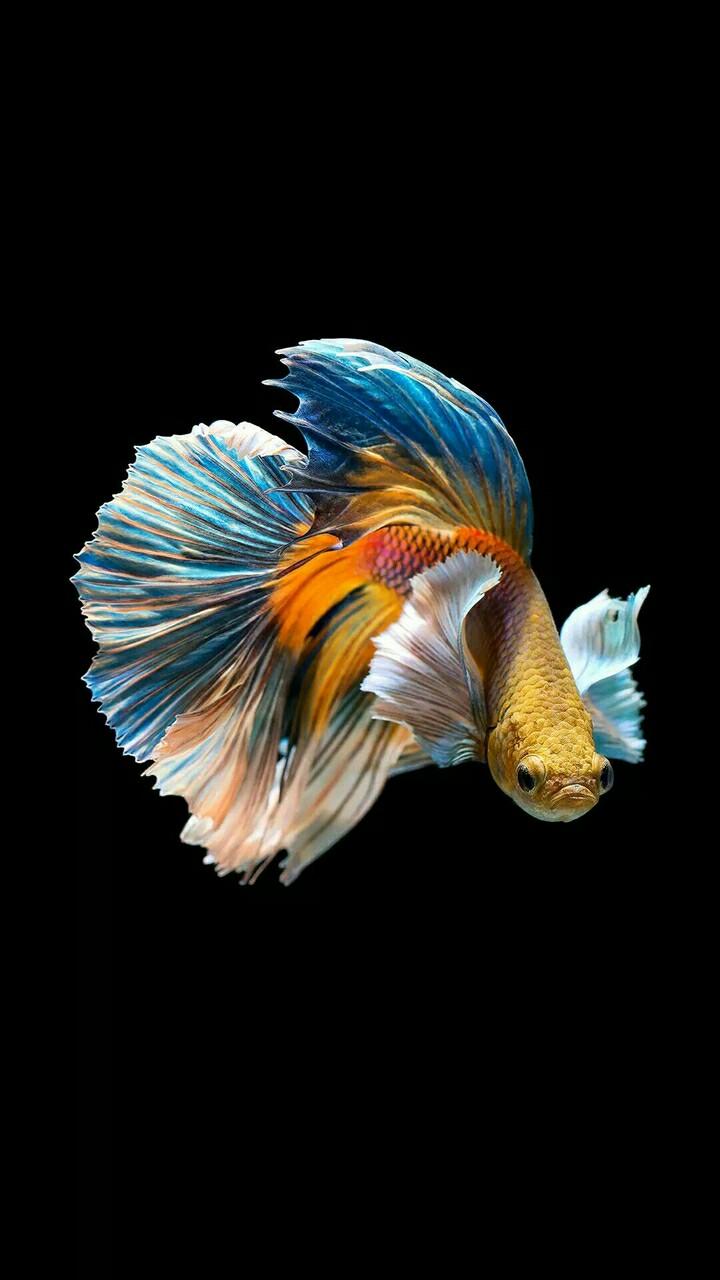 Betta Wallpapers