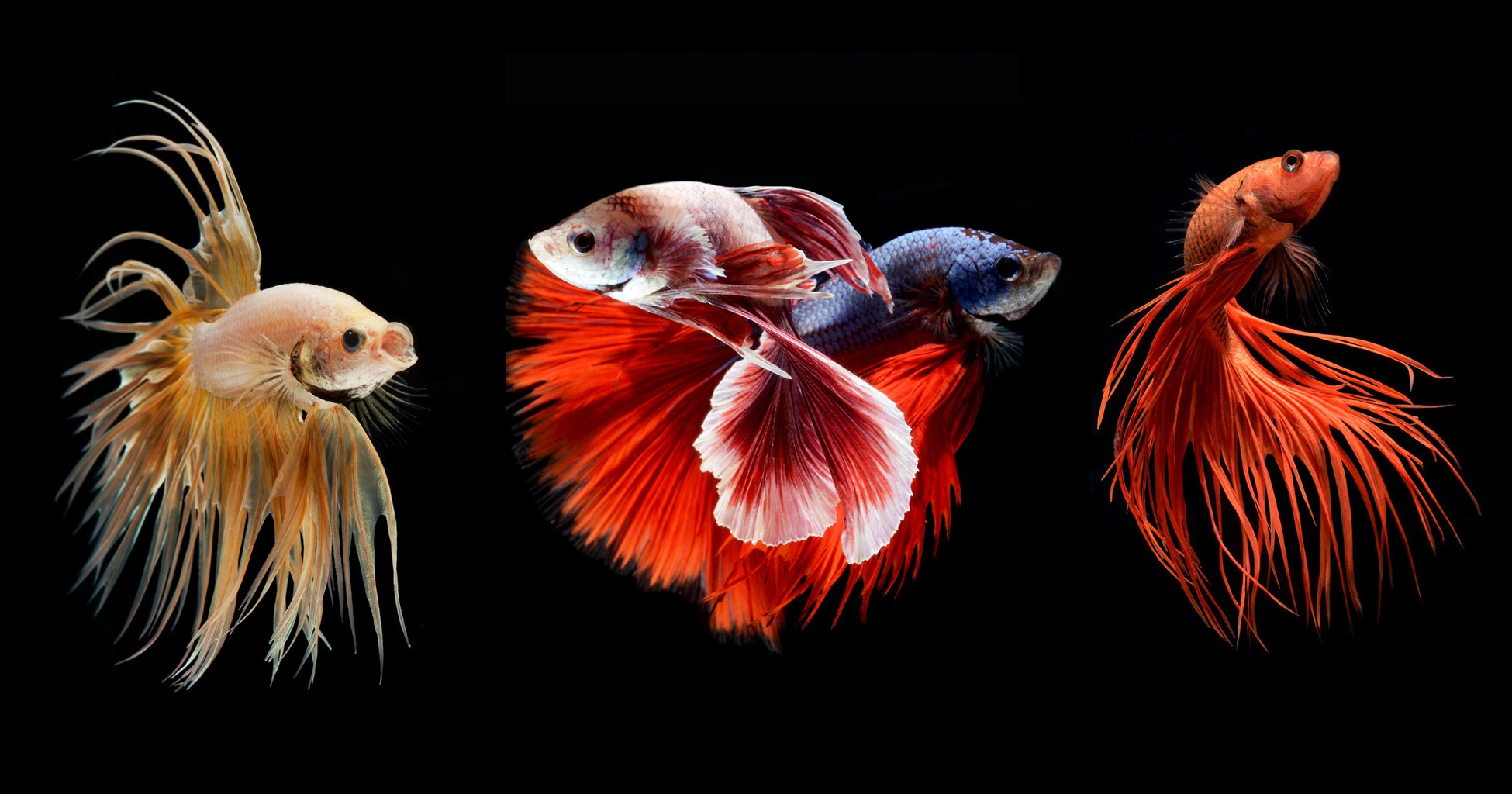 Betta Wallpapers