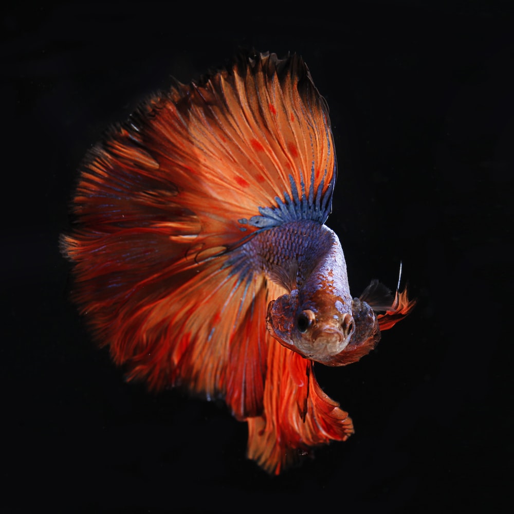 Betta Wallpapers