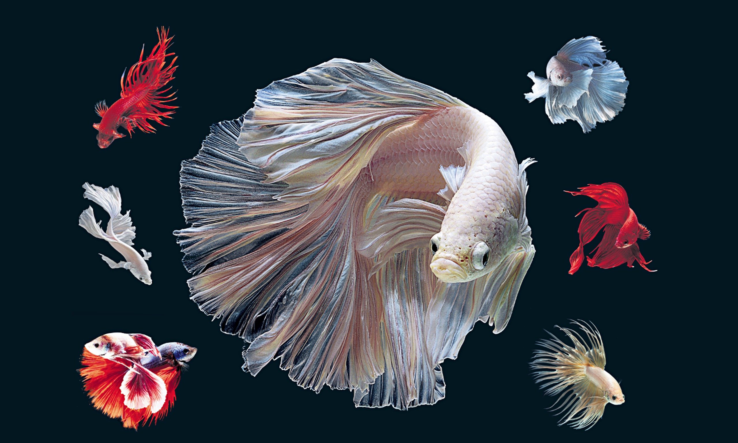 Betta Wallpapers