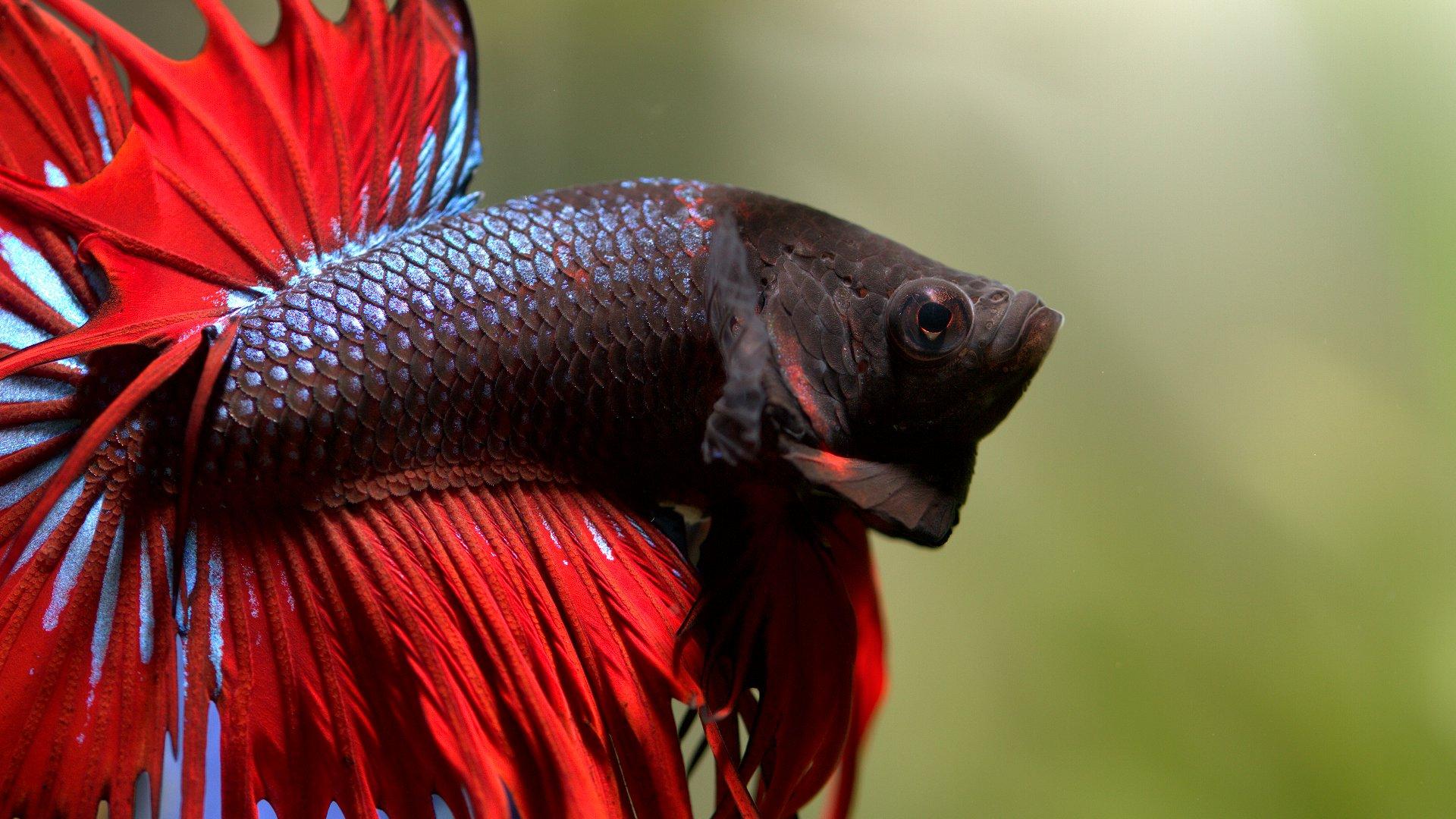 Betta Wallpapers