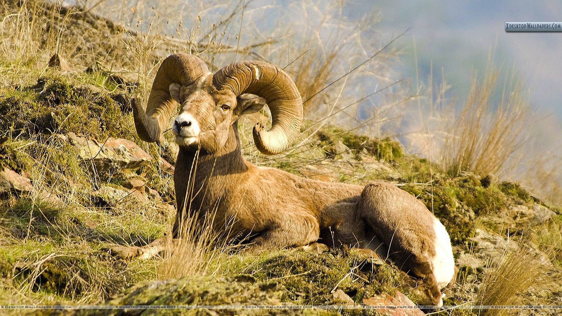 Bighorn Sheep Wallpapers