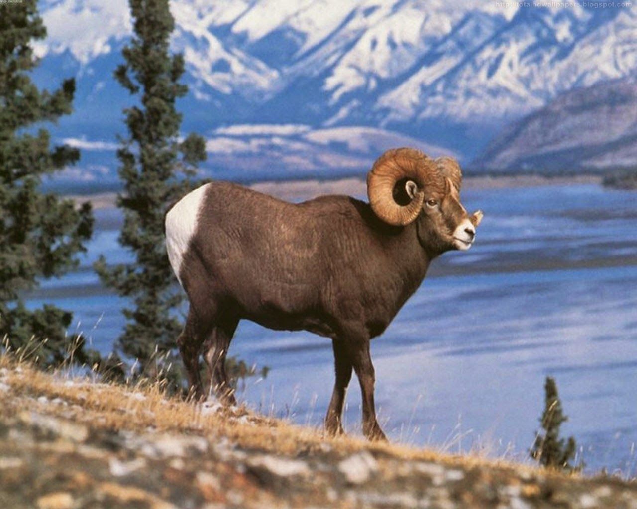 Bighorn Sheep Wallpapers