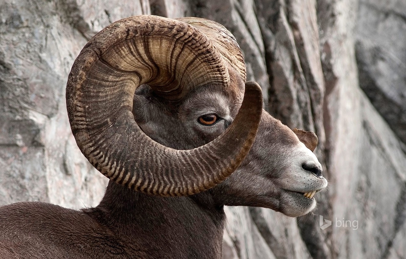 Bighorn Sheep Wallpapers