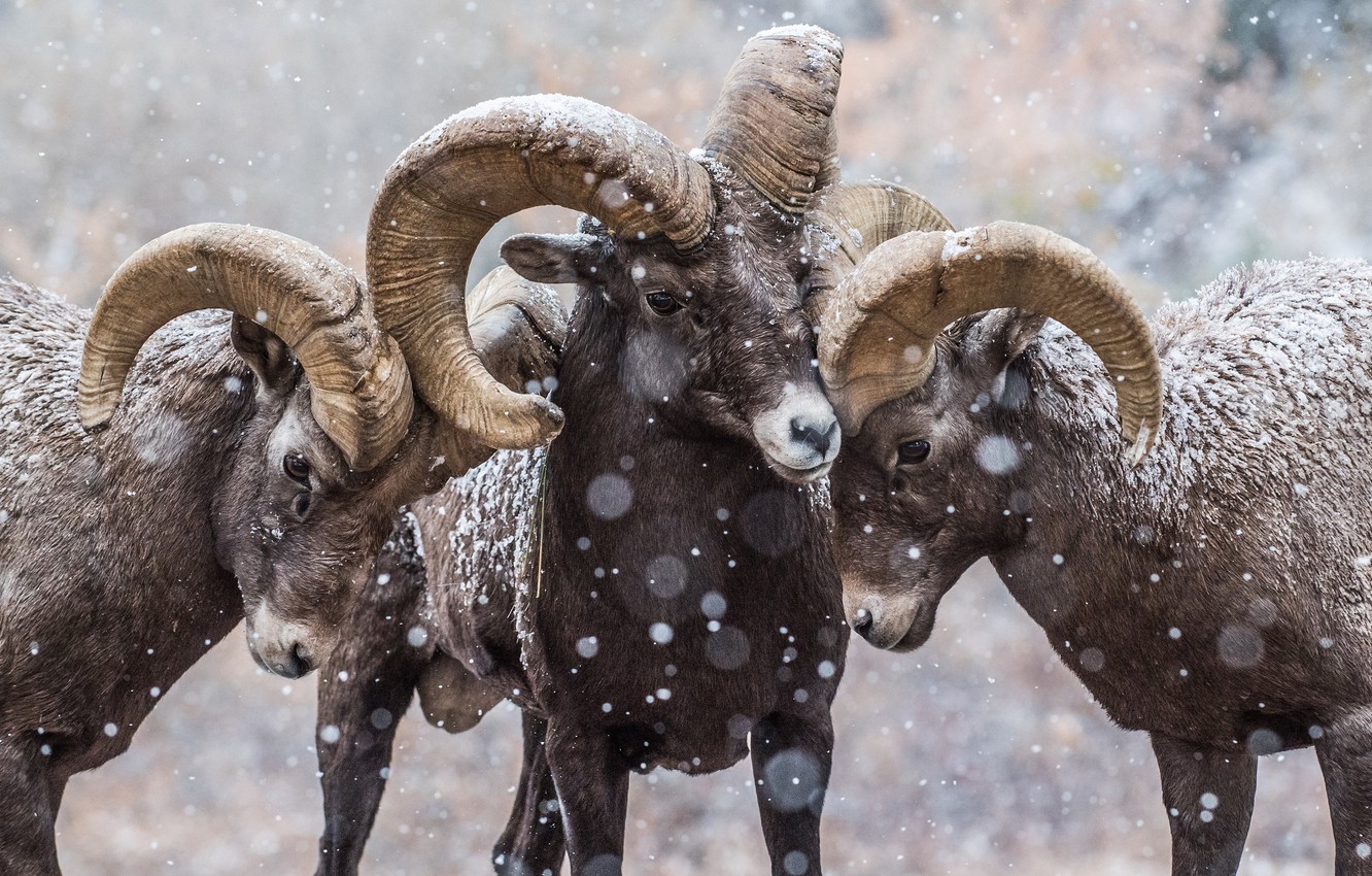 Bighorn Sheep Wallpapers