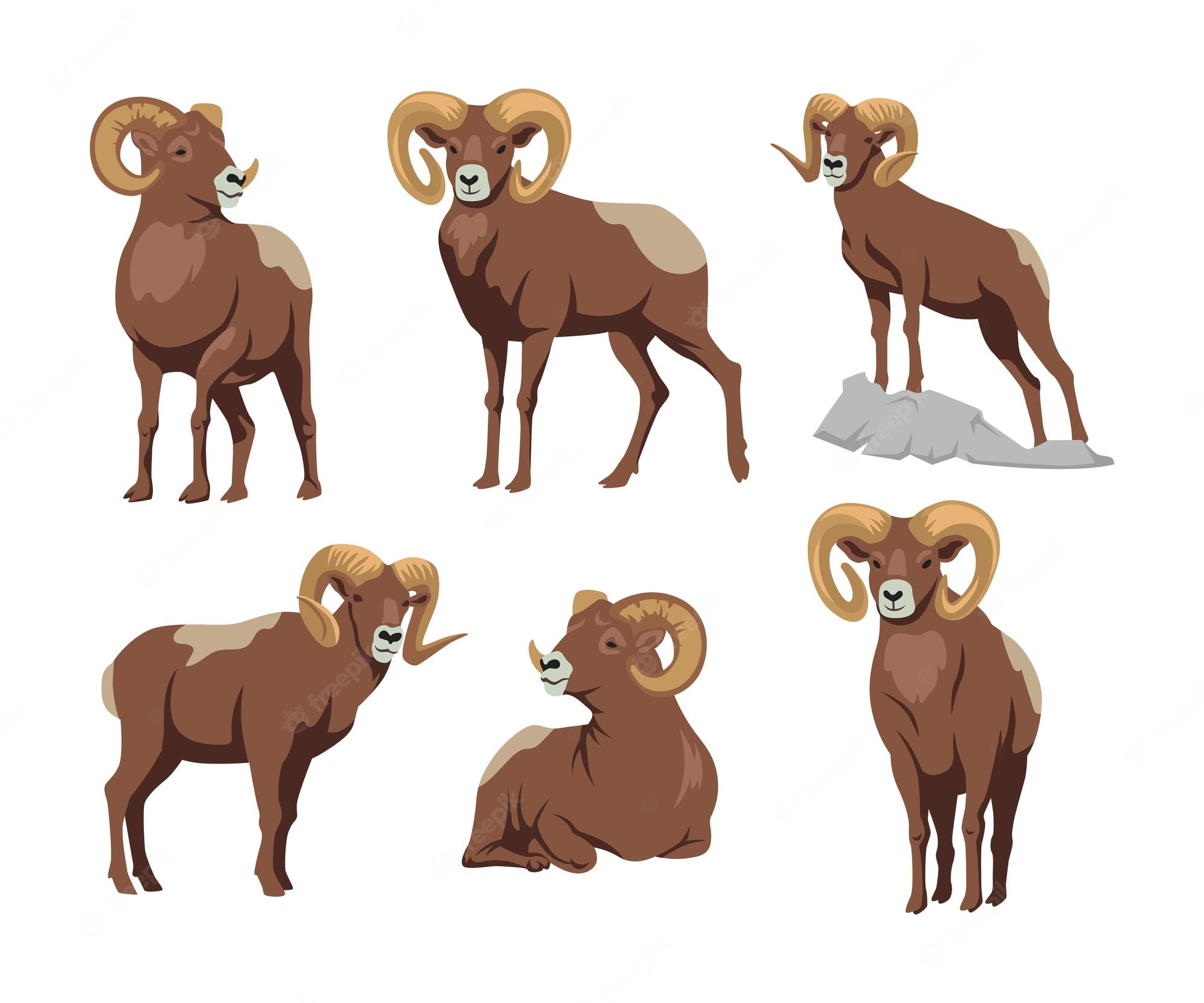 Bighorn Sheep Wallpapers