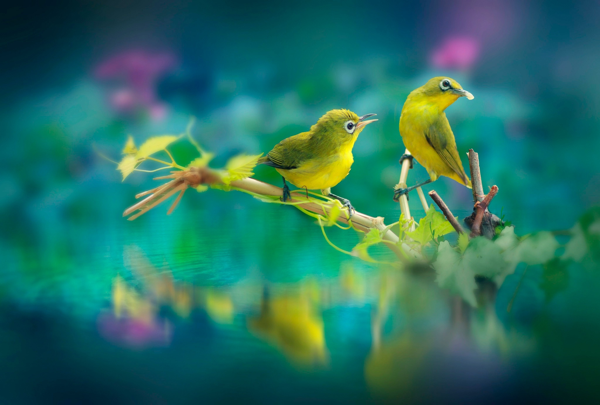 Birds Wallpapers