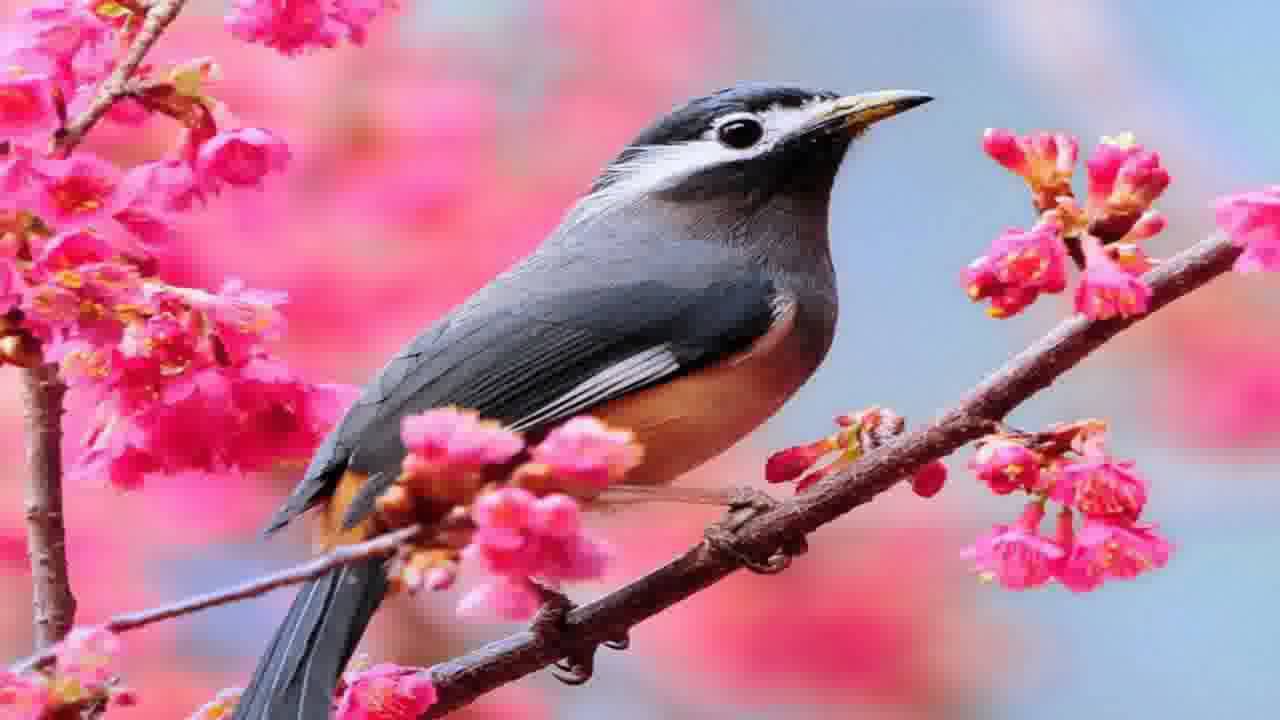 Birds Wallpapers