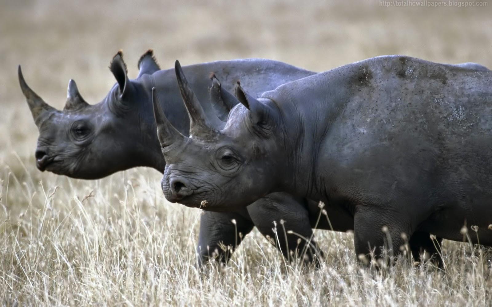 Black Rhinoceros Wallpapers