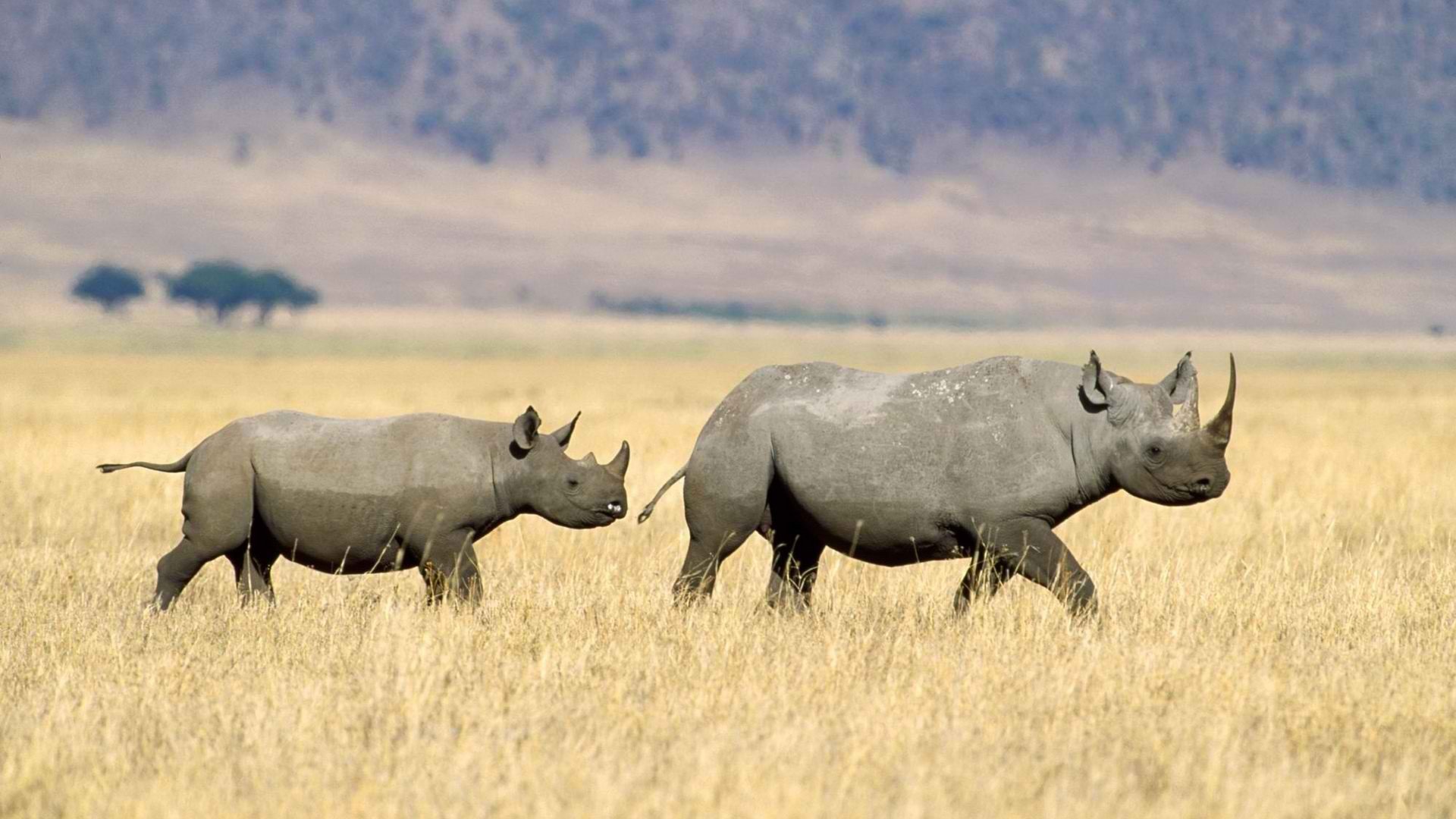 Black Rhinoceros Wallpapers