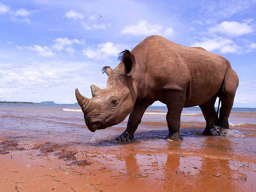 Black Rhinoceros Wallpapers