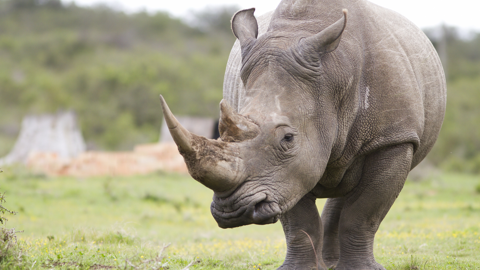 Black Rhinoceros Wallpapers