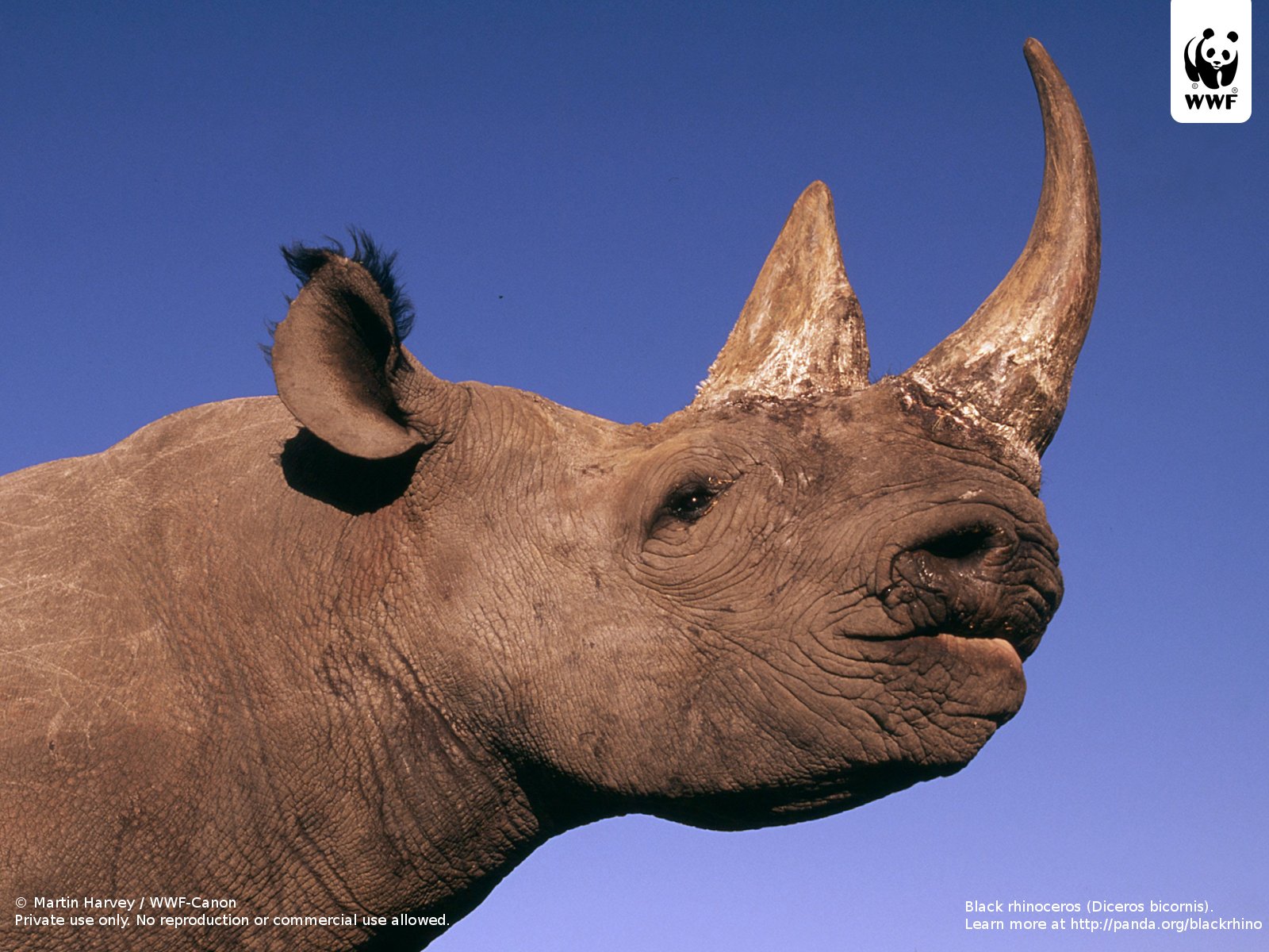 Black Rhinoceros Wallpapers