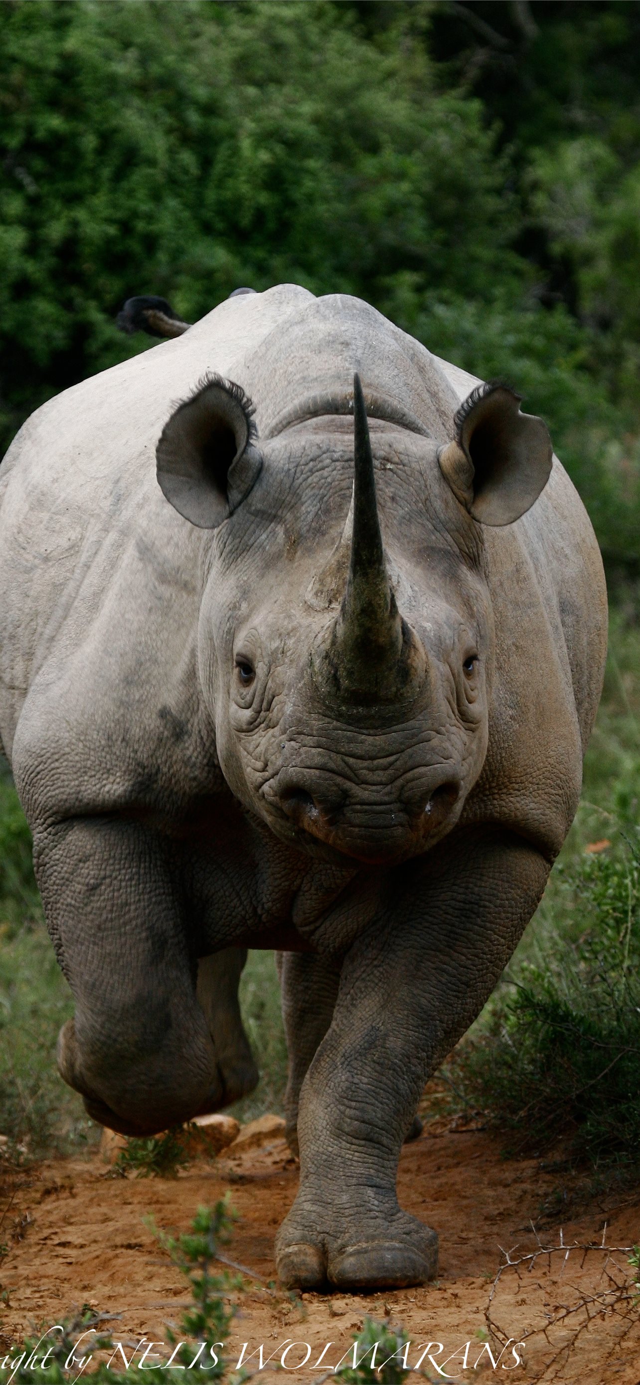 Black Rhinoceros Wallpapers