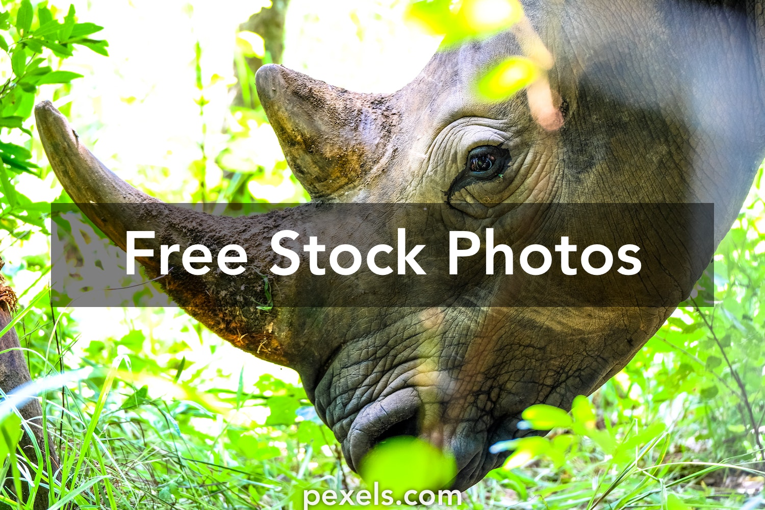 Black Rhinoceros Wallpapers