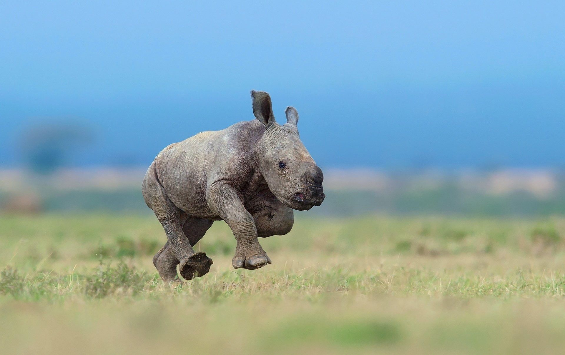 Black Rhinoceros Wallpapers