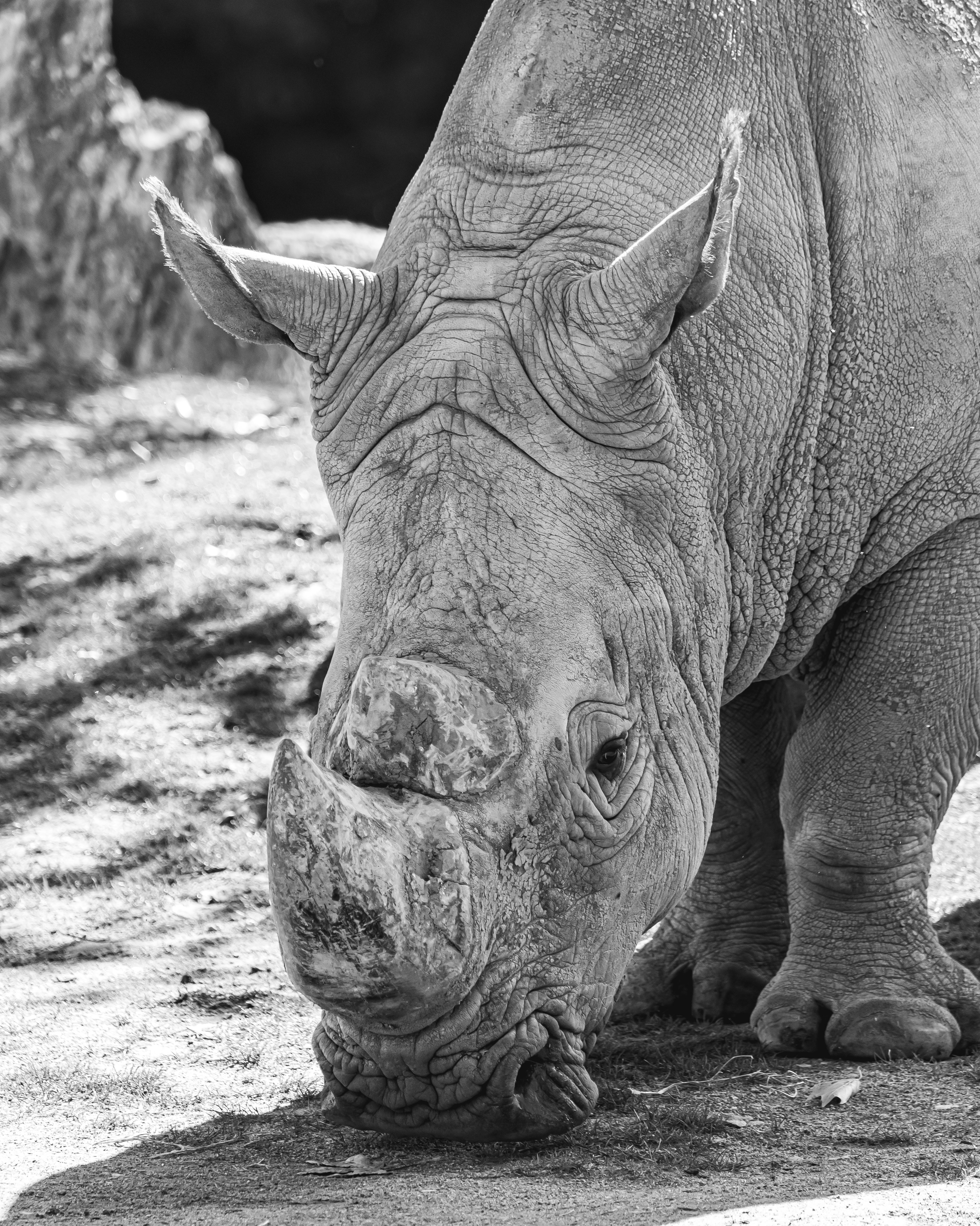 Black Rhinoceros Wallpapers