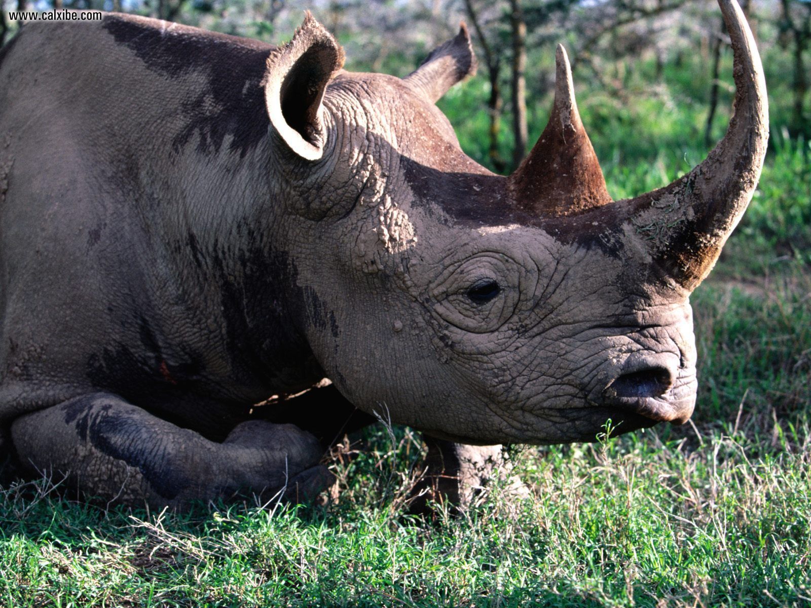 Black Rhinoceros Wallpapers