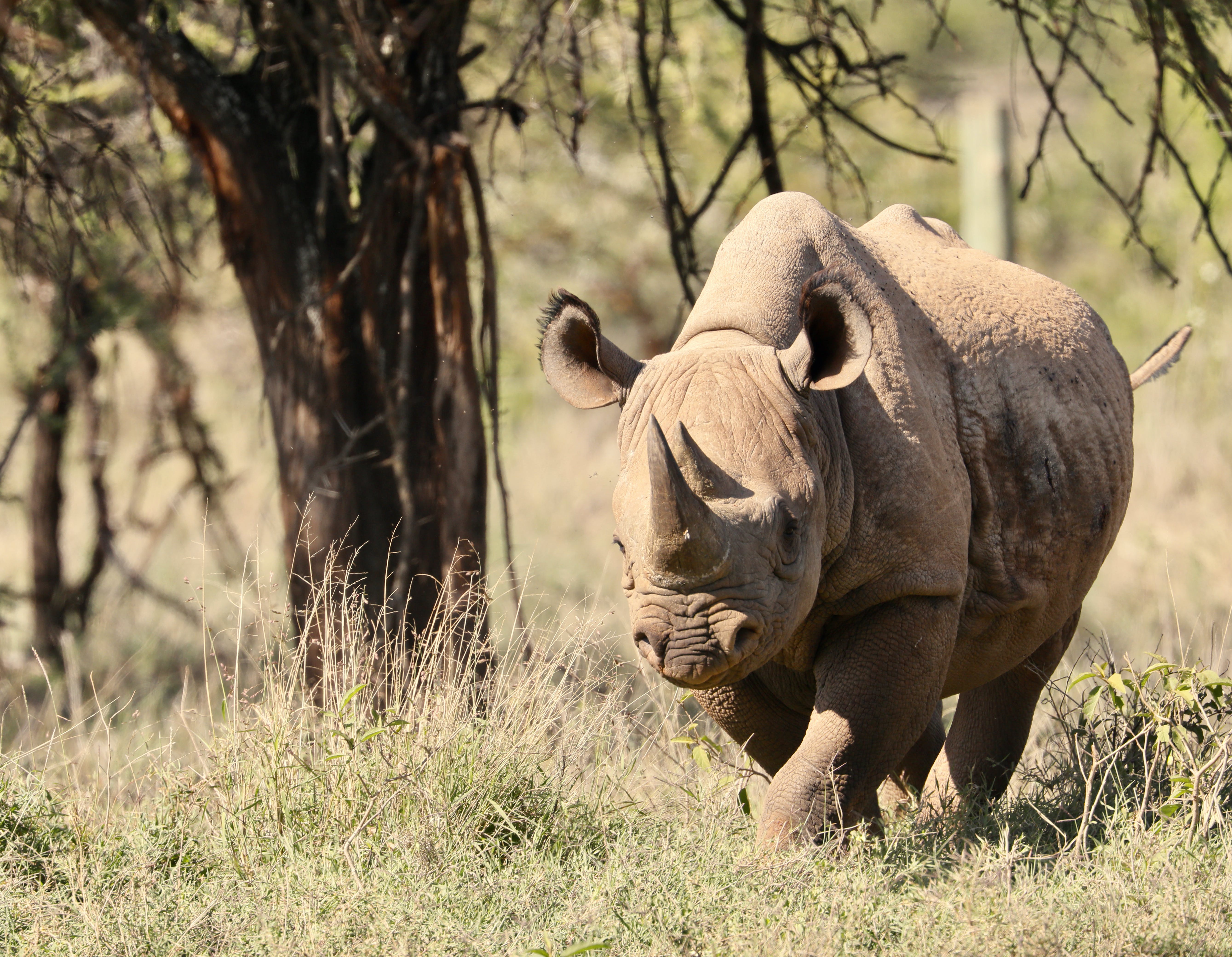 Black Rhinoceros Wallpapers