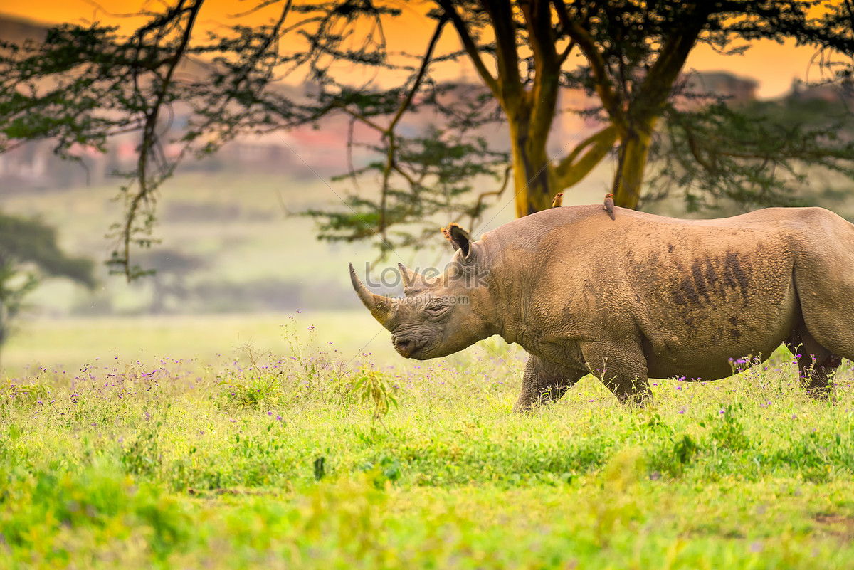 Black Rhinoceros Wallpapers