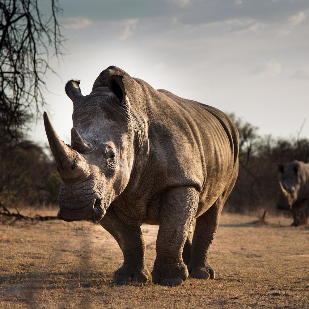 Black Rhinoceros Wallpapers