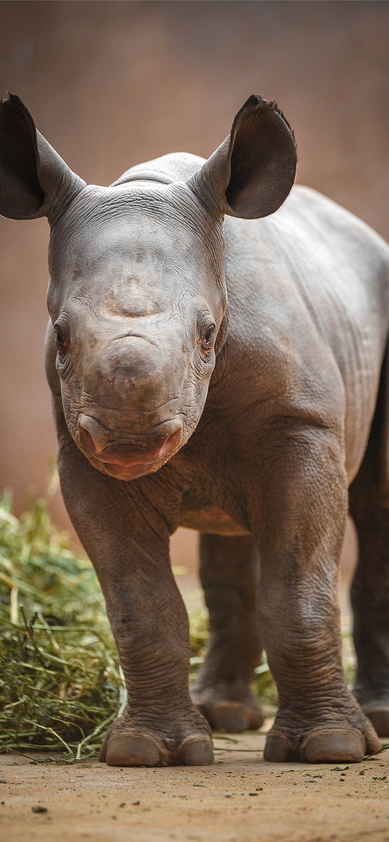 Black Rhinoceros Wallpapers