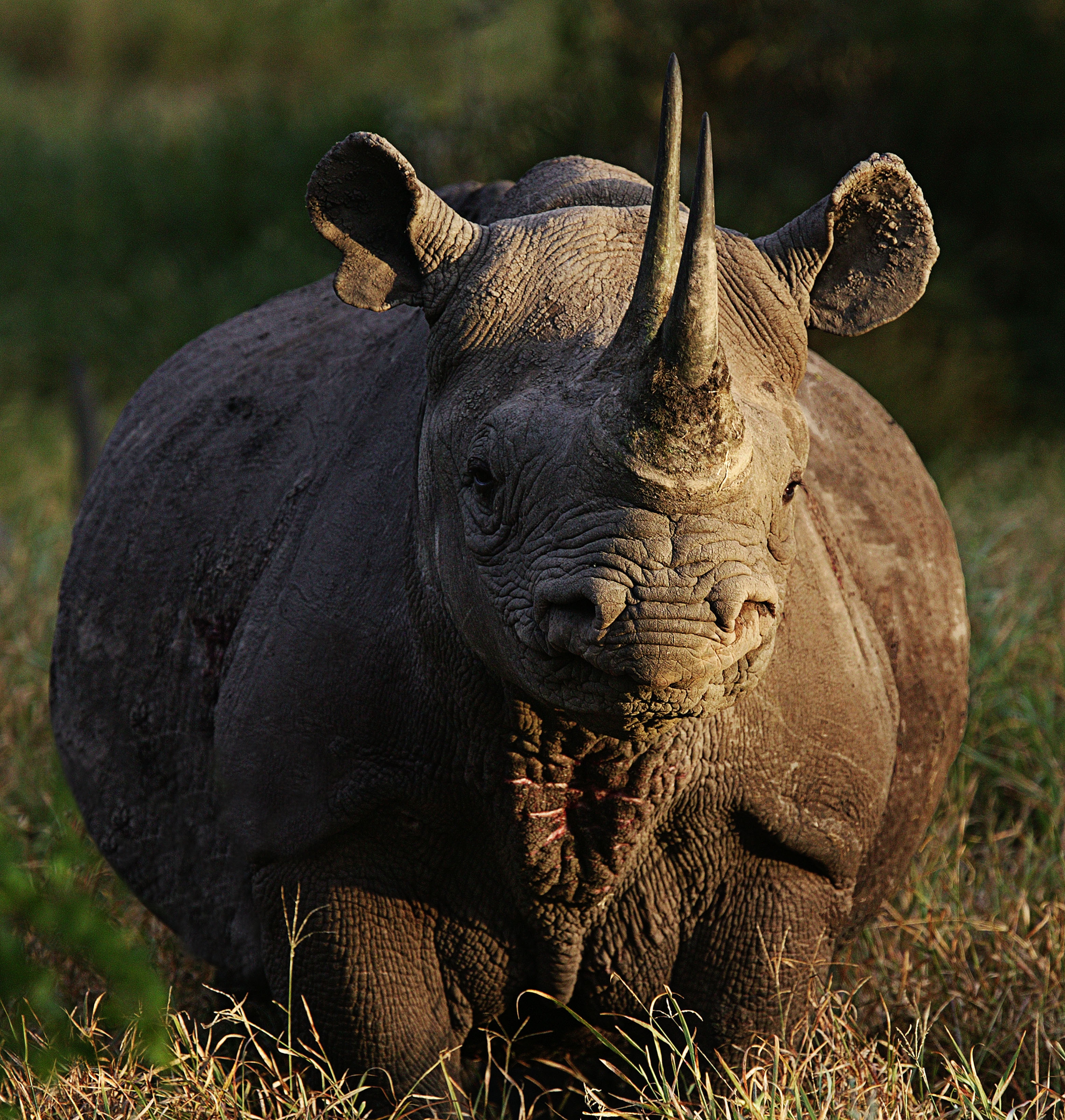 Black Rhinoceros Wallpapers