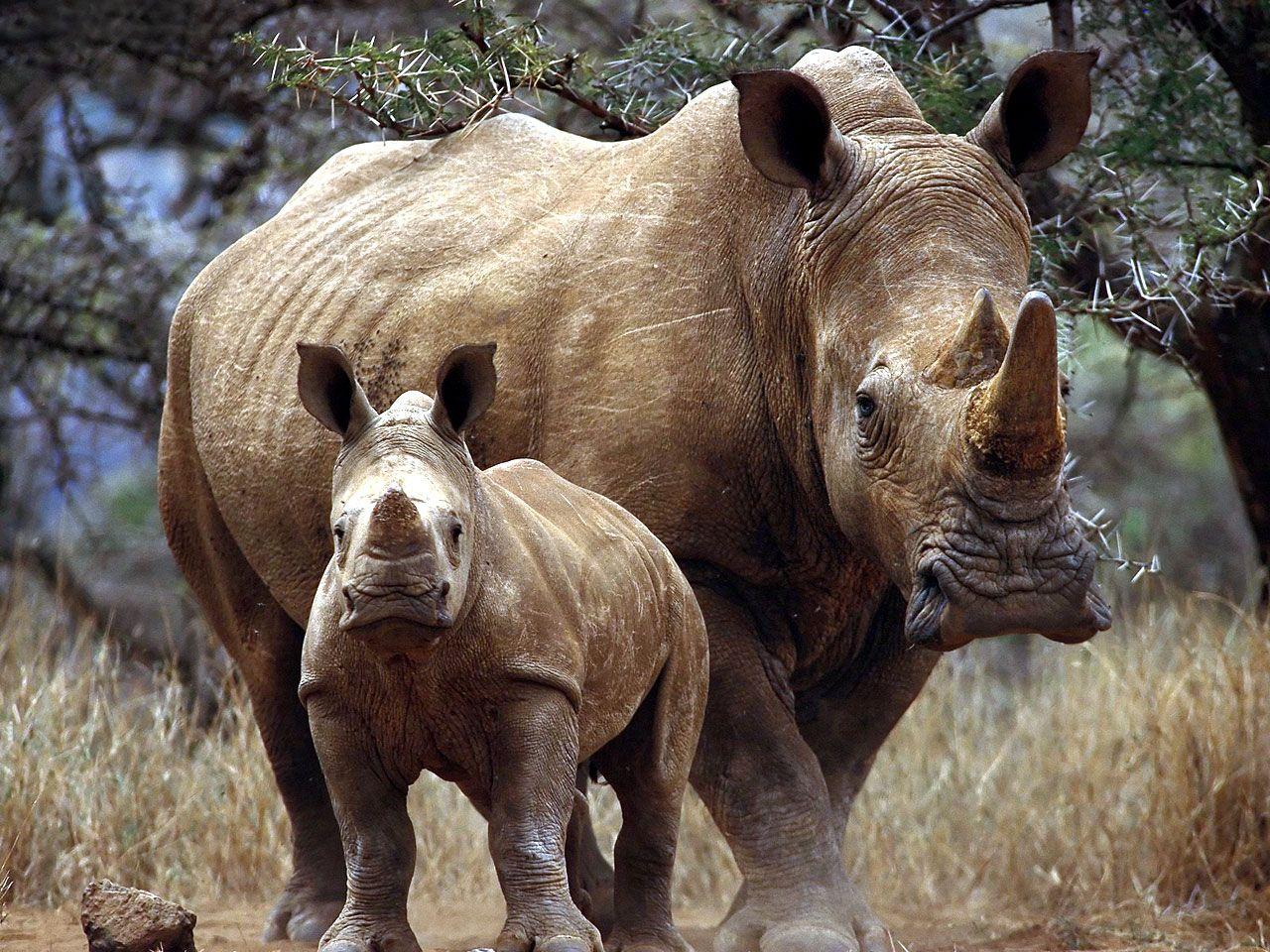 Black Rhinoceros Wallpapers