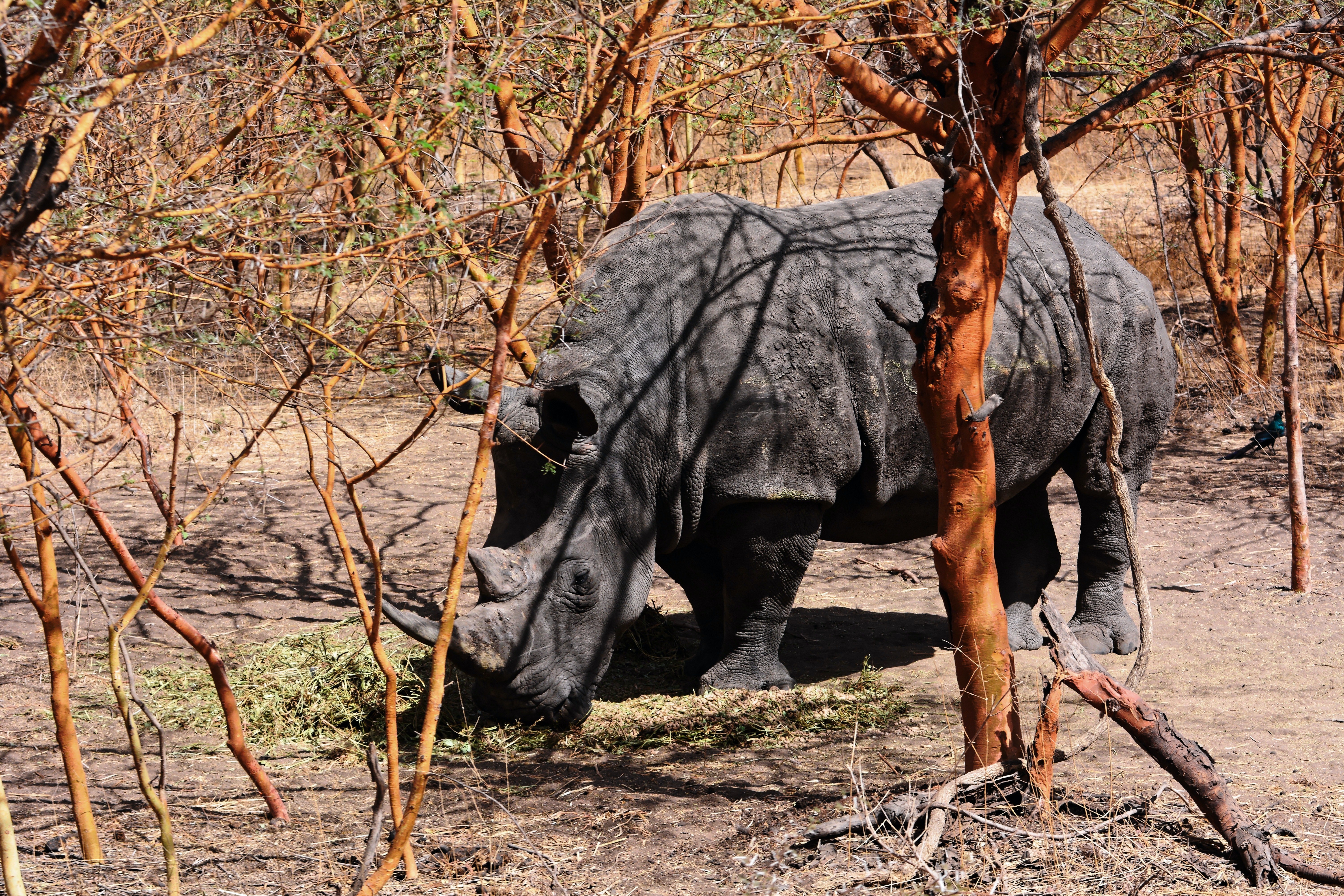 Black Rhinoceros Wallpapers