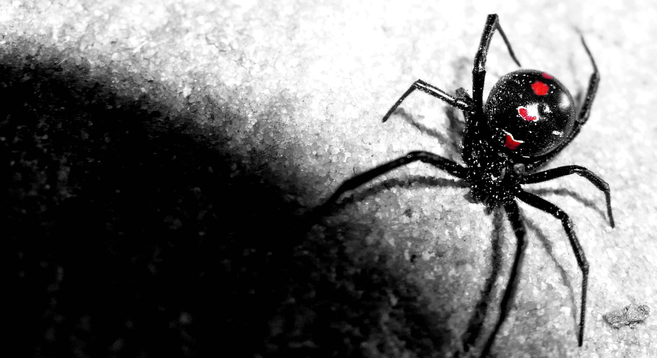 Black Widow Spiders Wallpapers