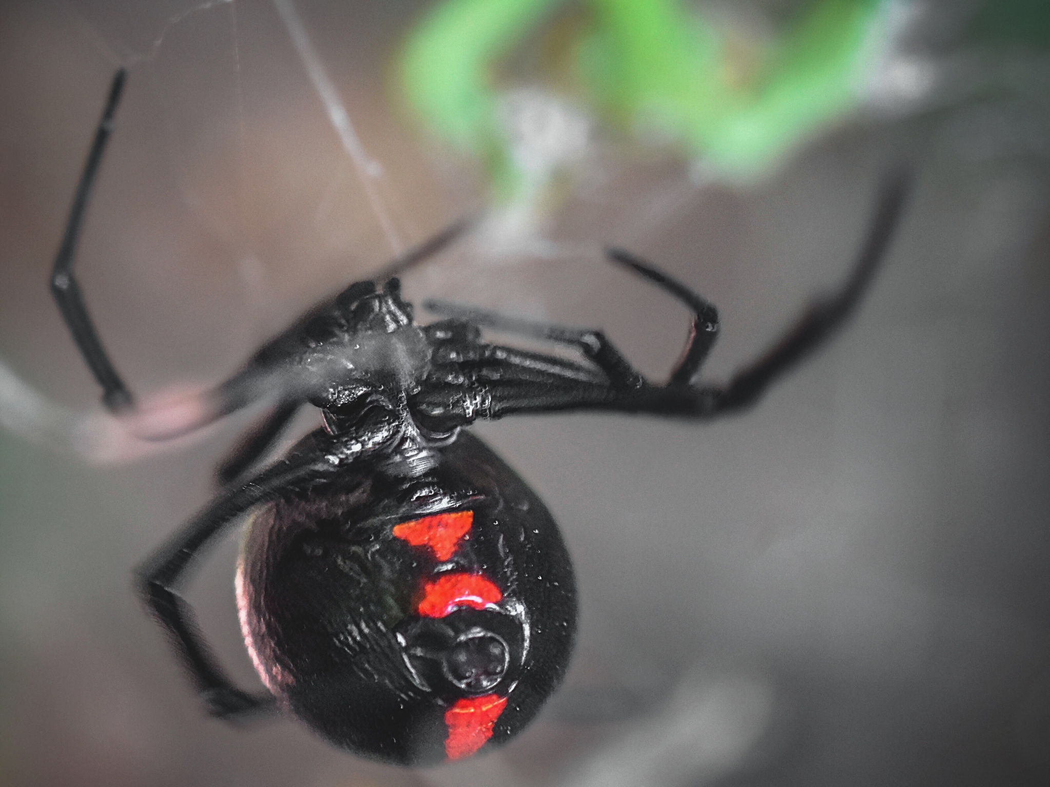 Black Widow Spiders Wallpapers