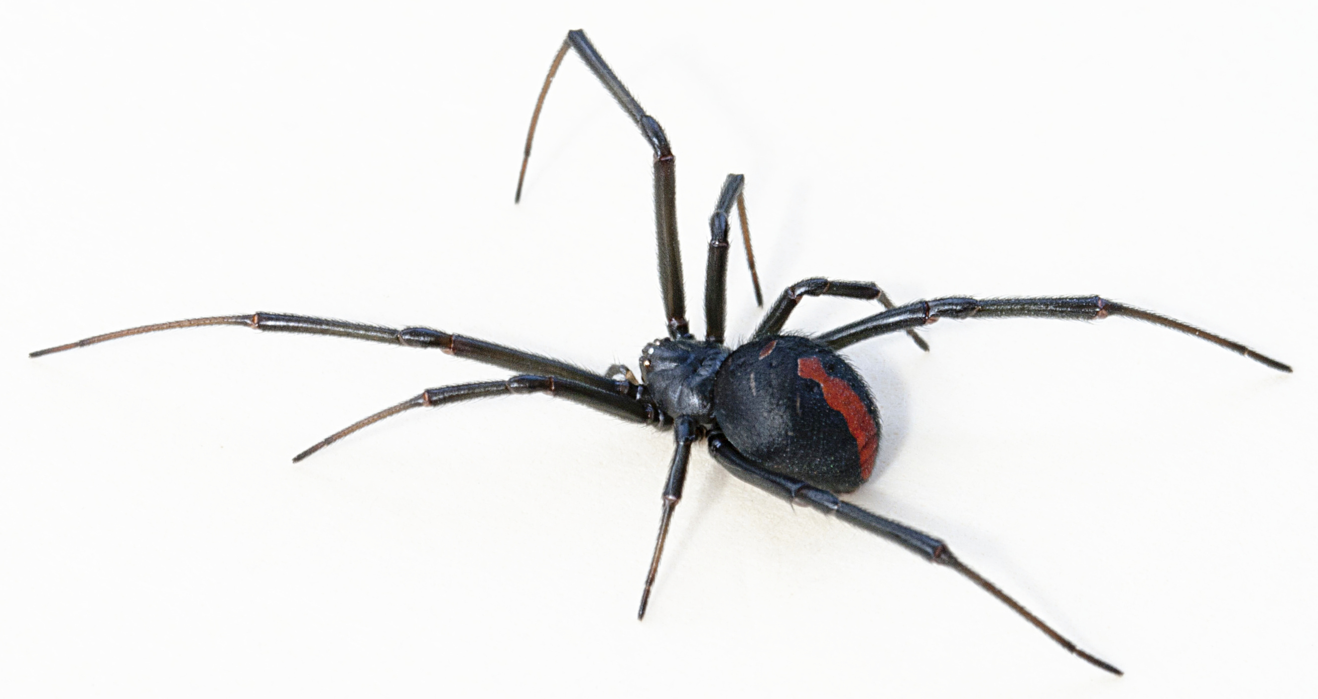 Black Widow Spiders Wallpapers