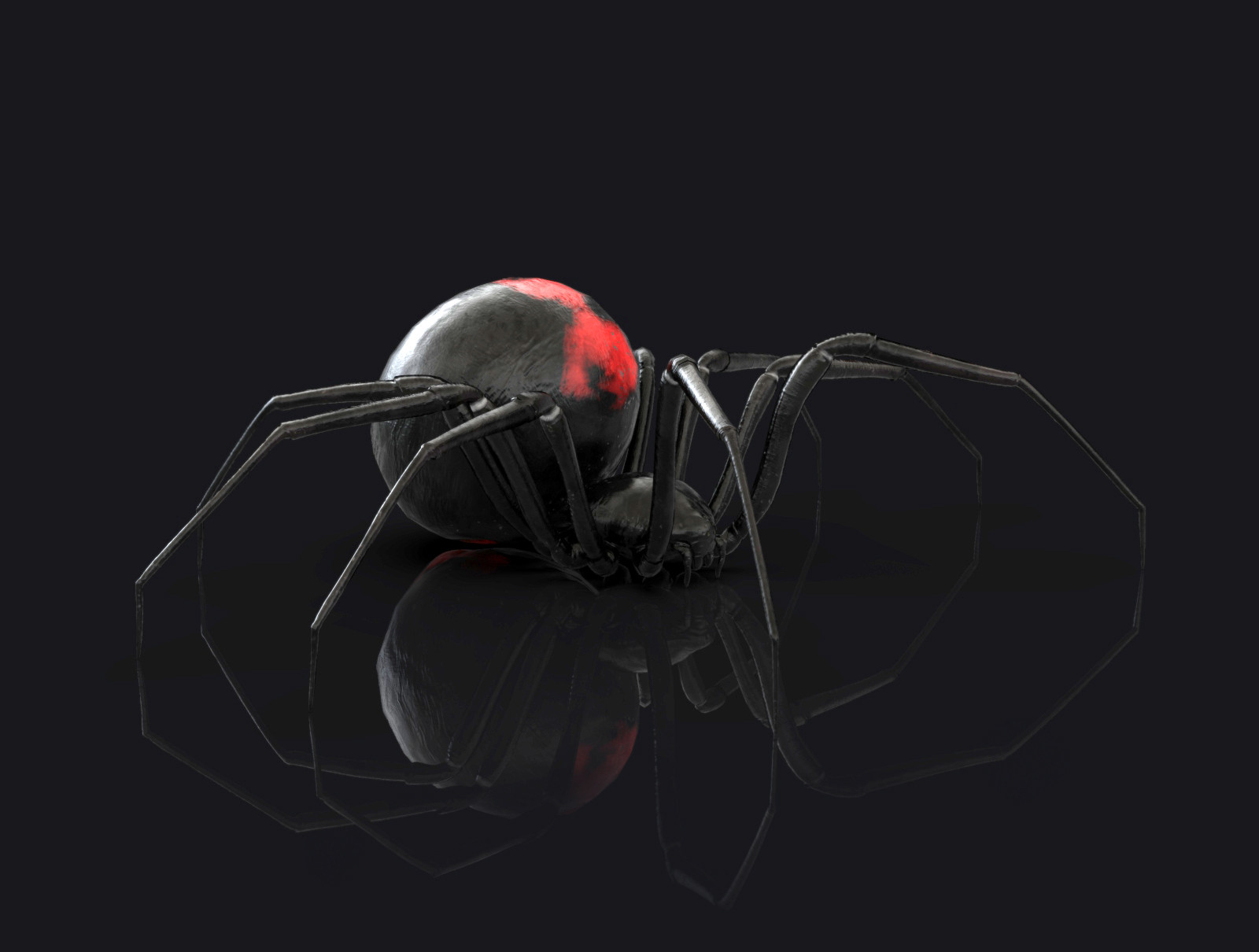 Black Widow Spiders Wallpapers