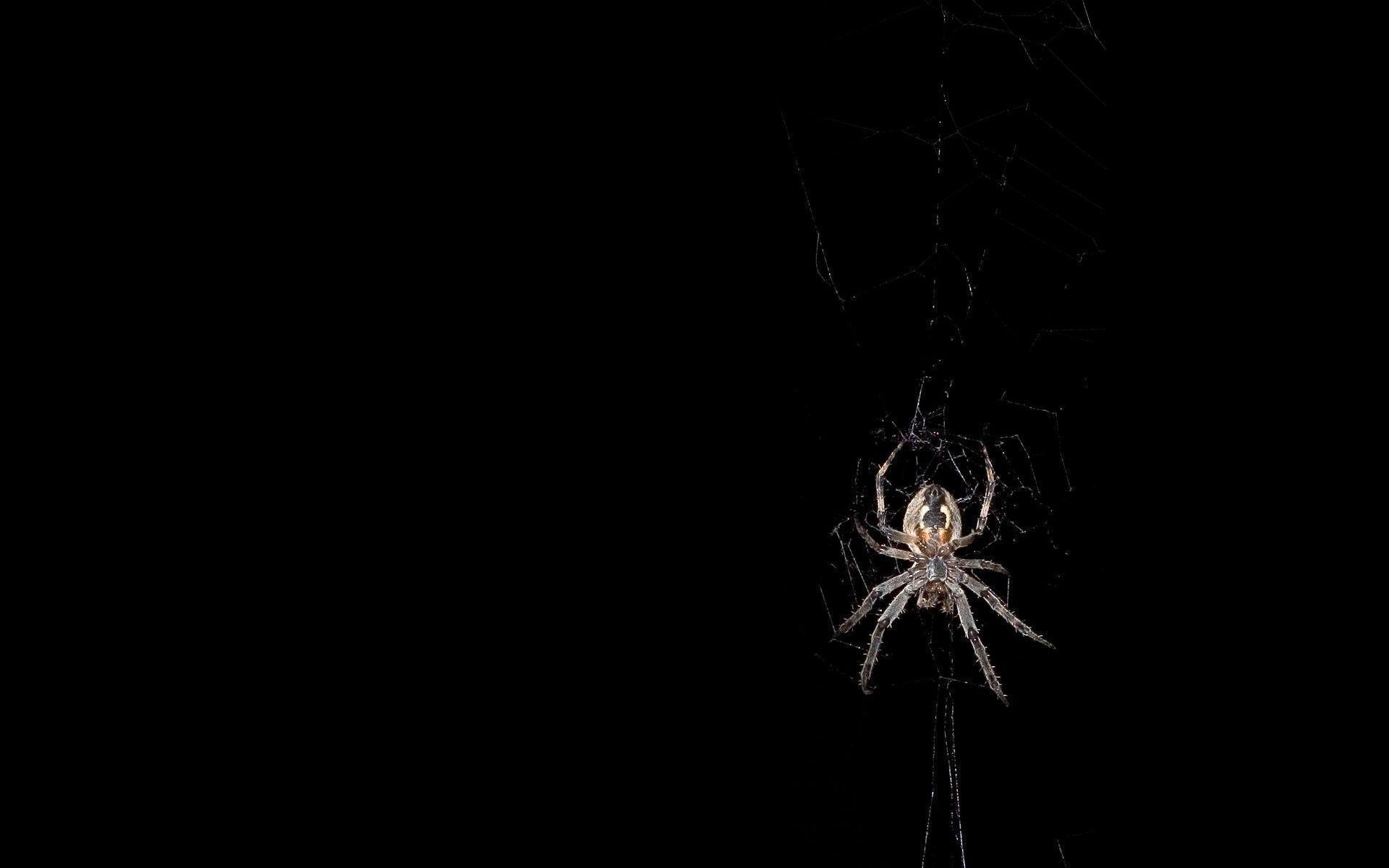 Black Widow Spiders Wallpapers