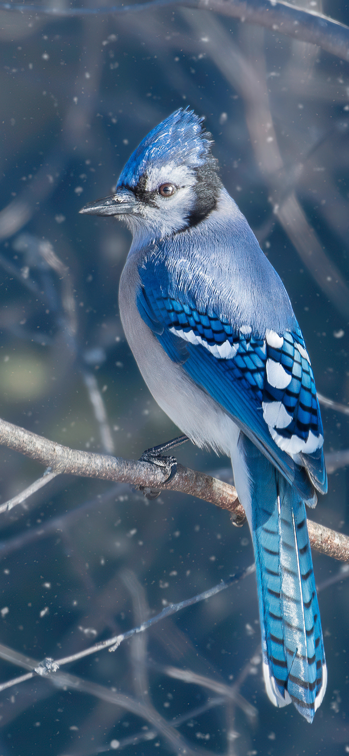 Blue Jay Wallpapers