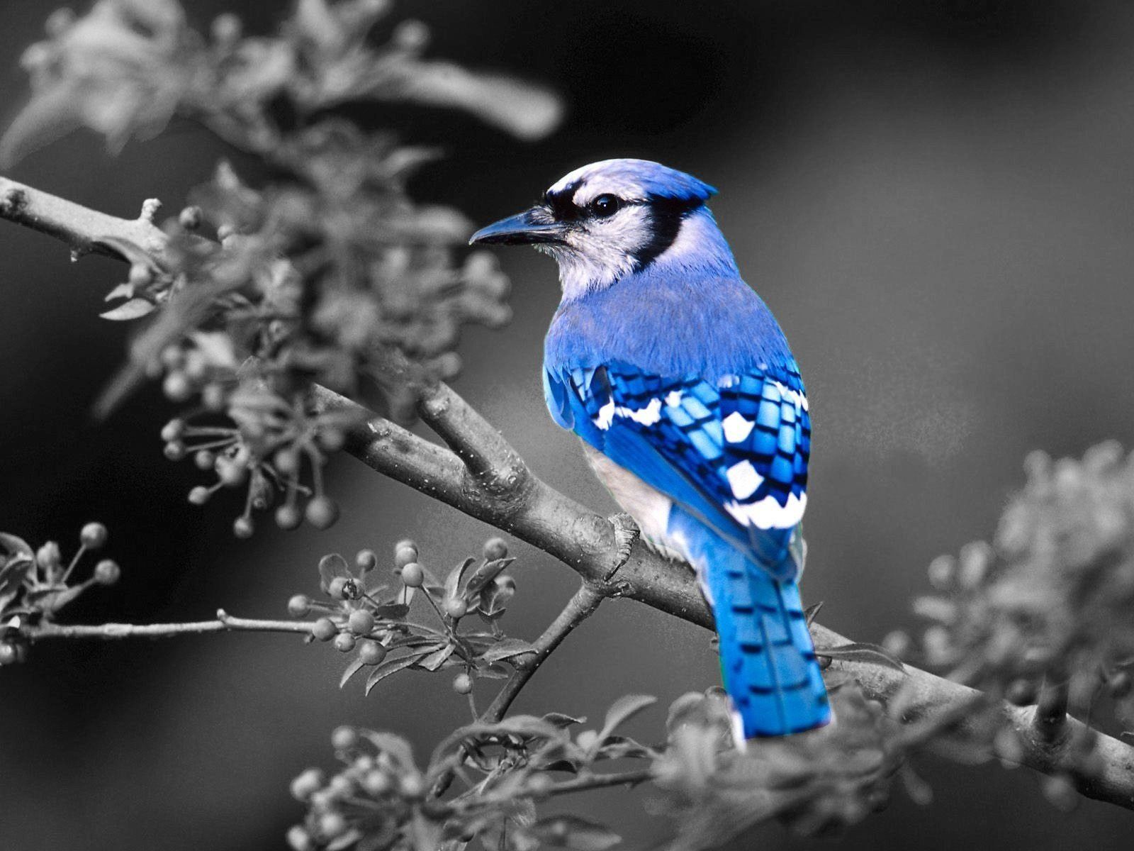 Blue Jay Wallpapers