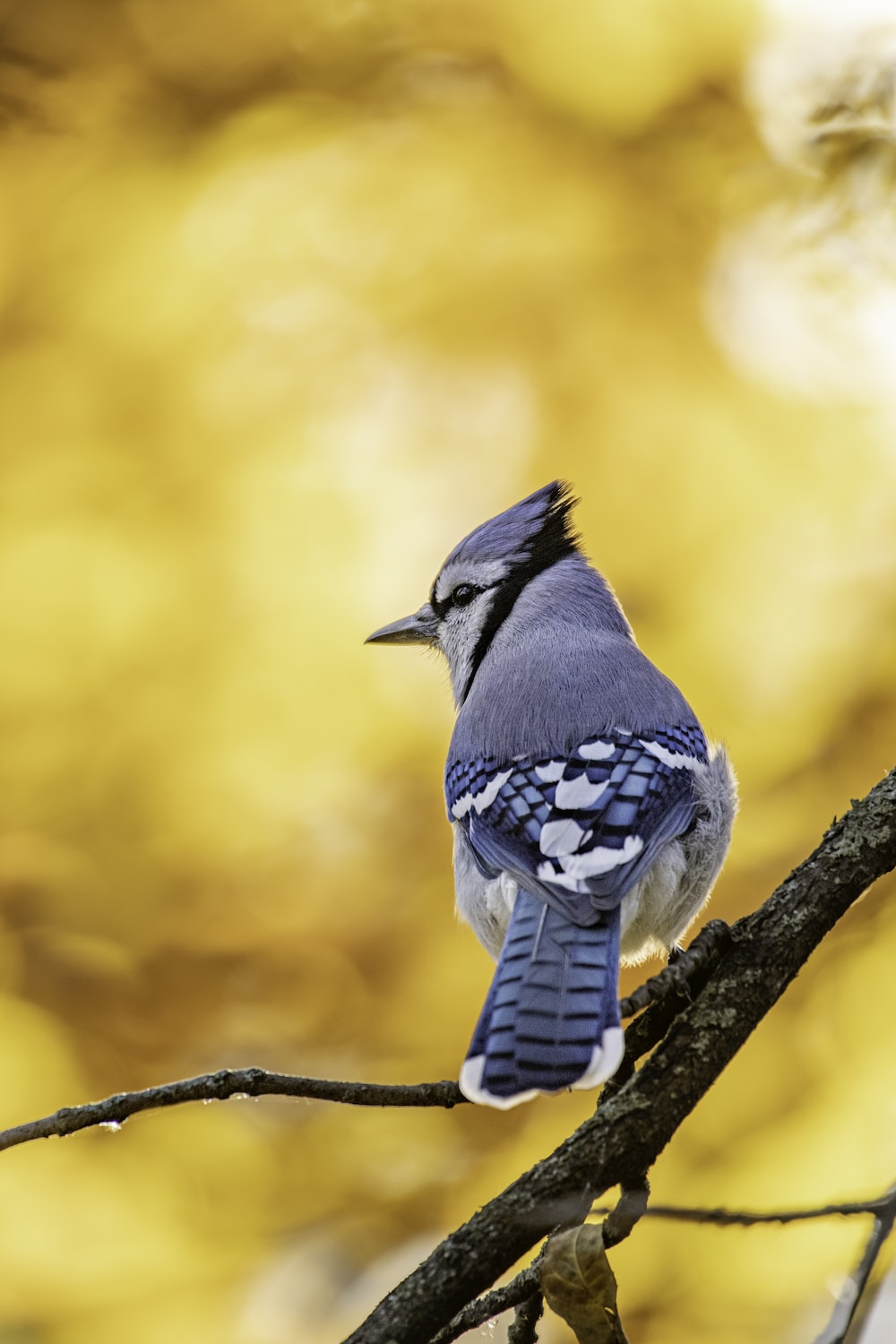 Blue Jay Wallpapers