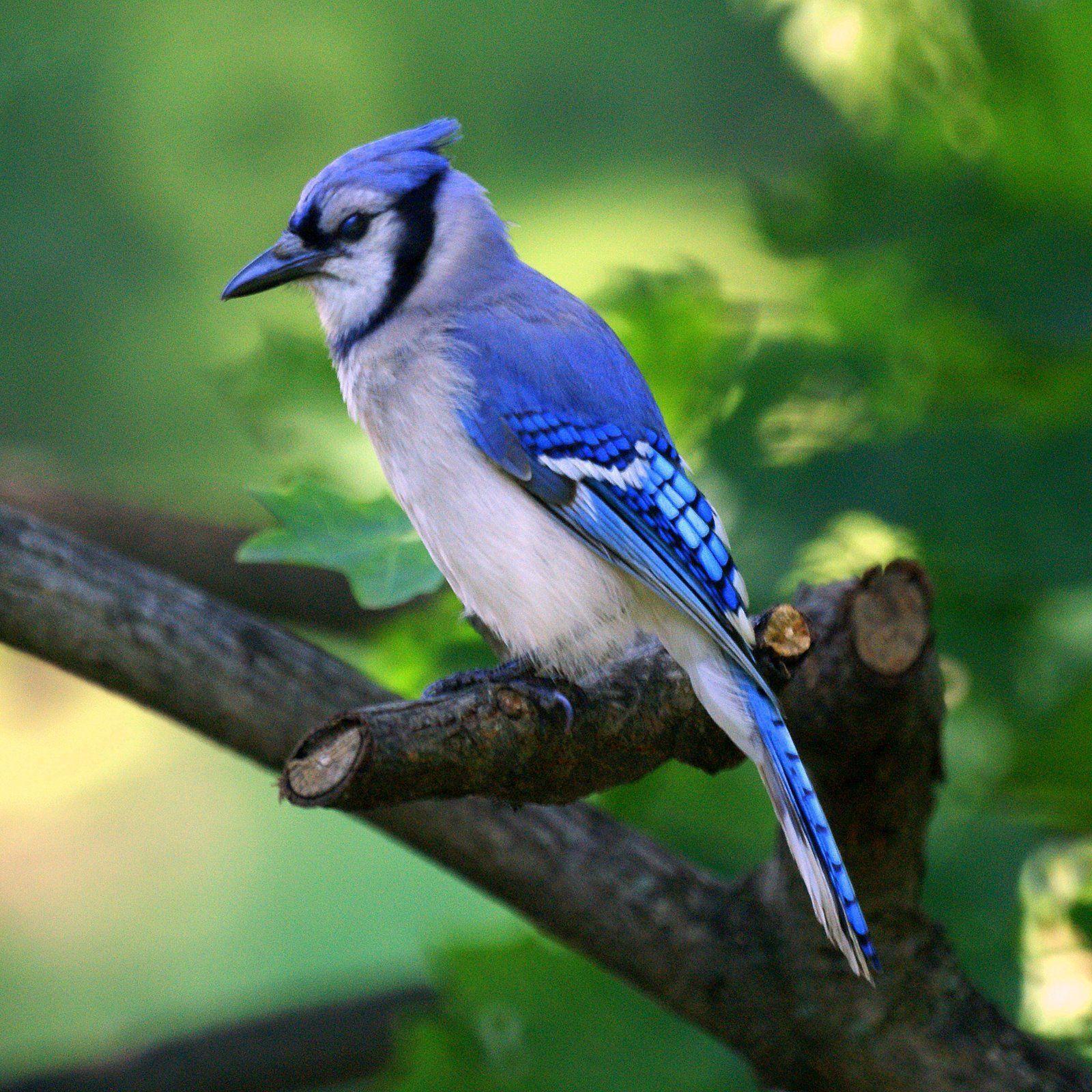 Blue Jay Wallpapers